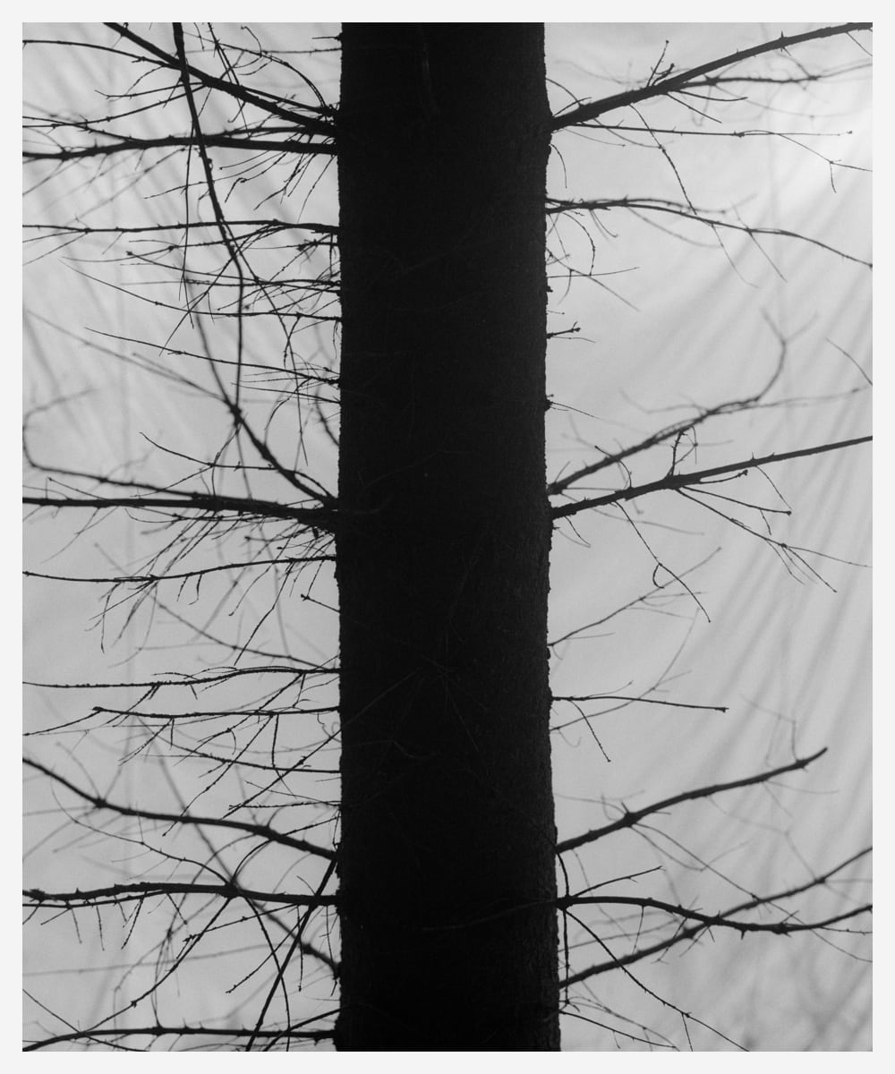 Black and white image of the thin trunk of a tree, such as a pine or fir, bristling with lots of thin spiky branches.