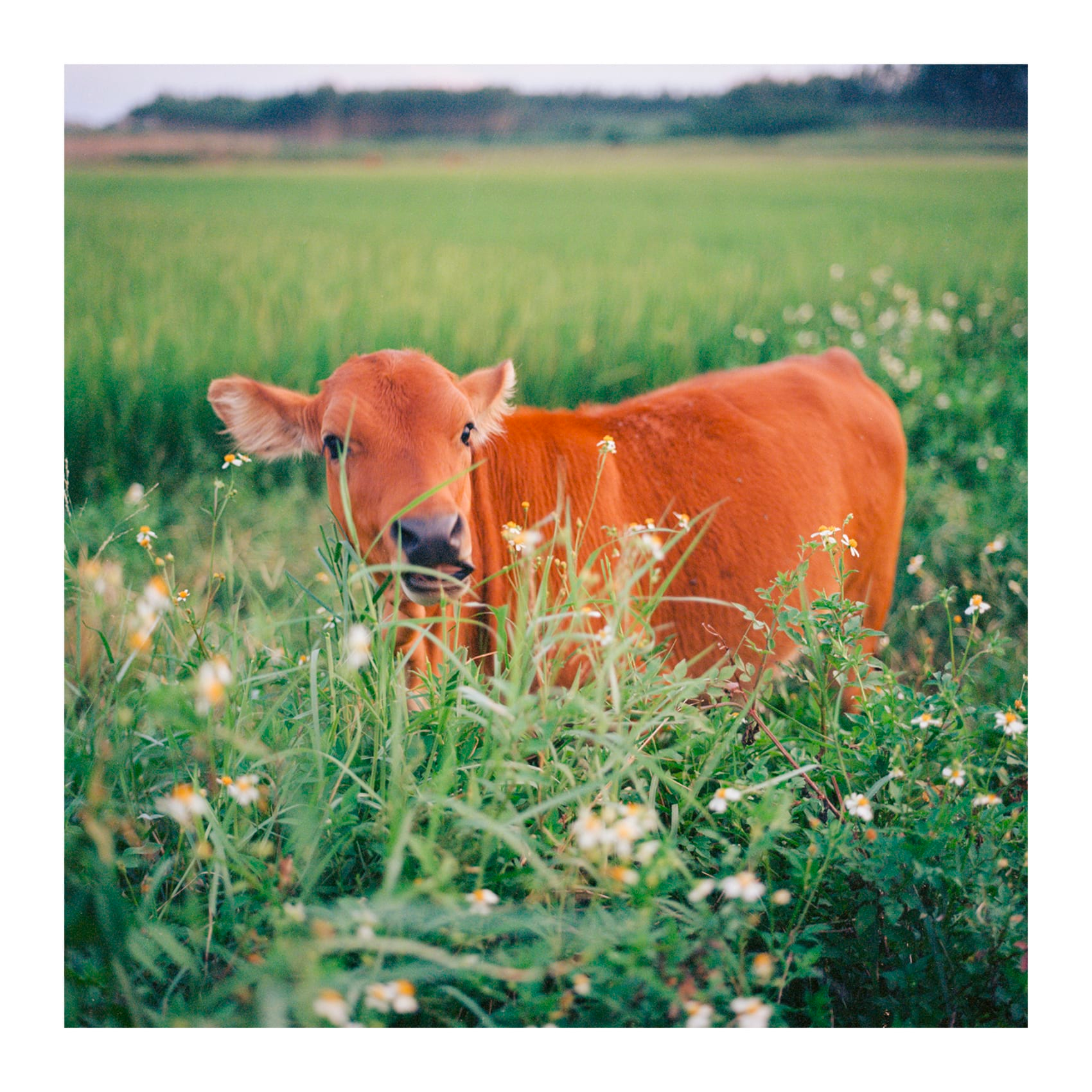 Photograph of a red-brown cow looking towards the camera in a meadow of long grass, with wild flowers in the foreground.
