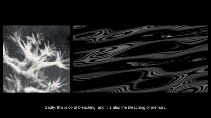 Two black and white images, one of a coral-like object, the other of swirly lines, with a line of white text underneath, which reads "Sadly, this is coral bleaching, and it is also the bleaching of memory".