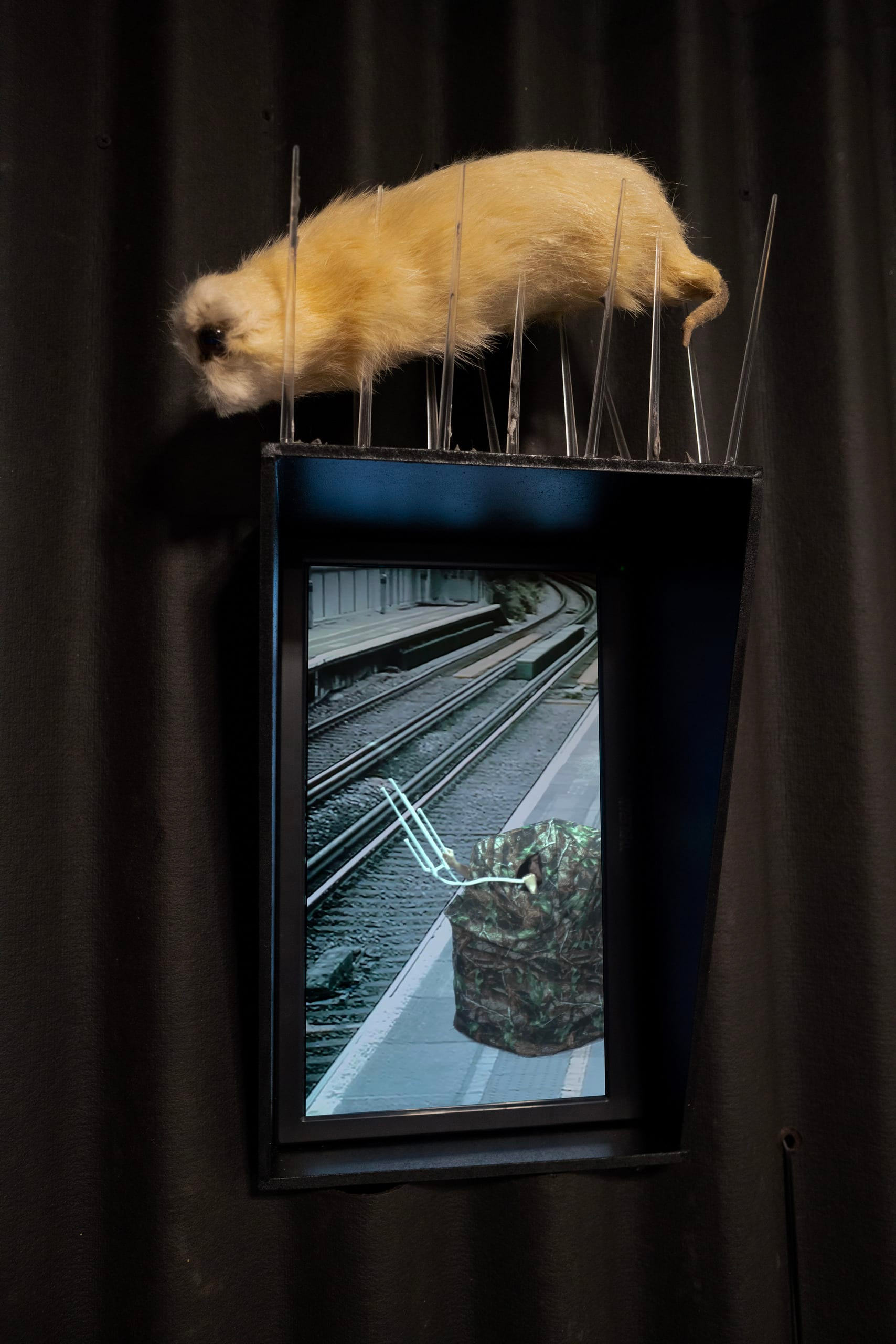 Photograph of a golden, furred limbless stuffed ferret-like creature with large eyes, sat between long clear thin spikes on top of a framed photograph of an object on a railway platform.