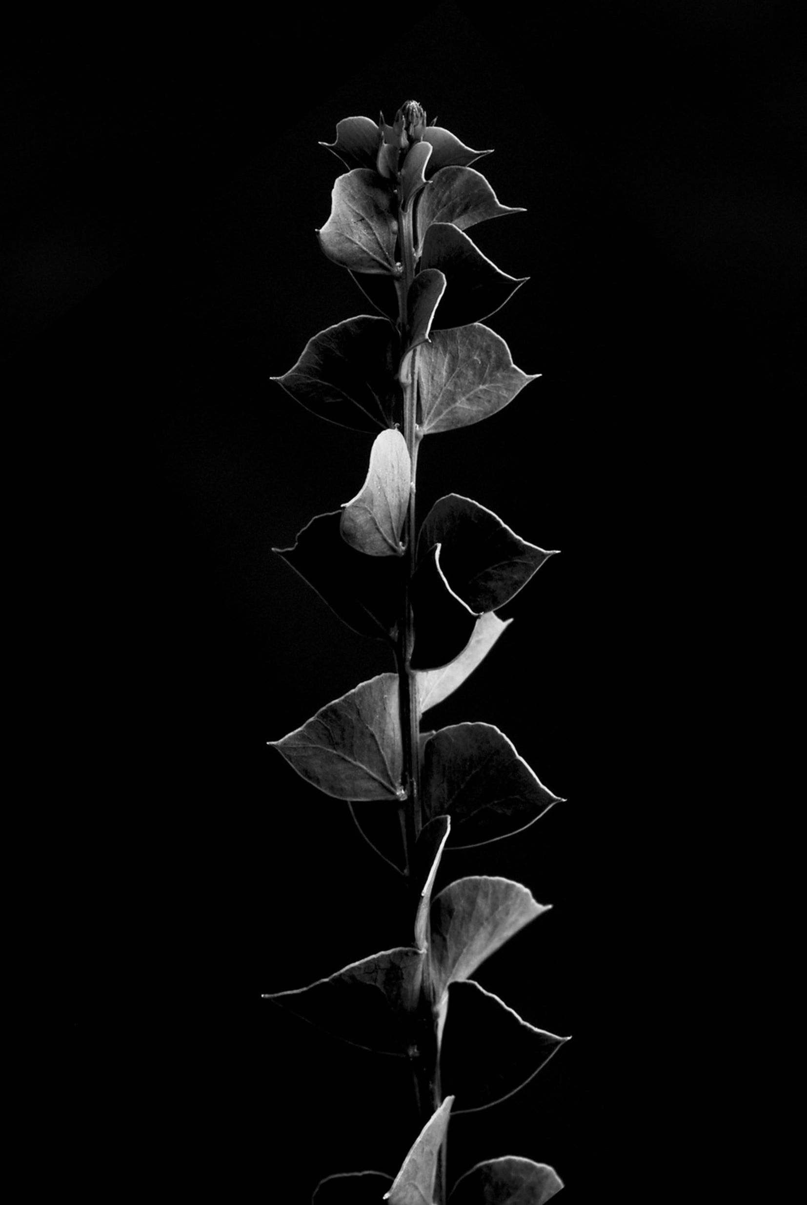 Black and white photograph of a tall upright plant or flower, with single leaves up the length of the stem.