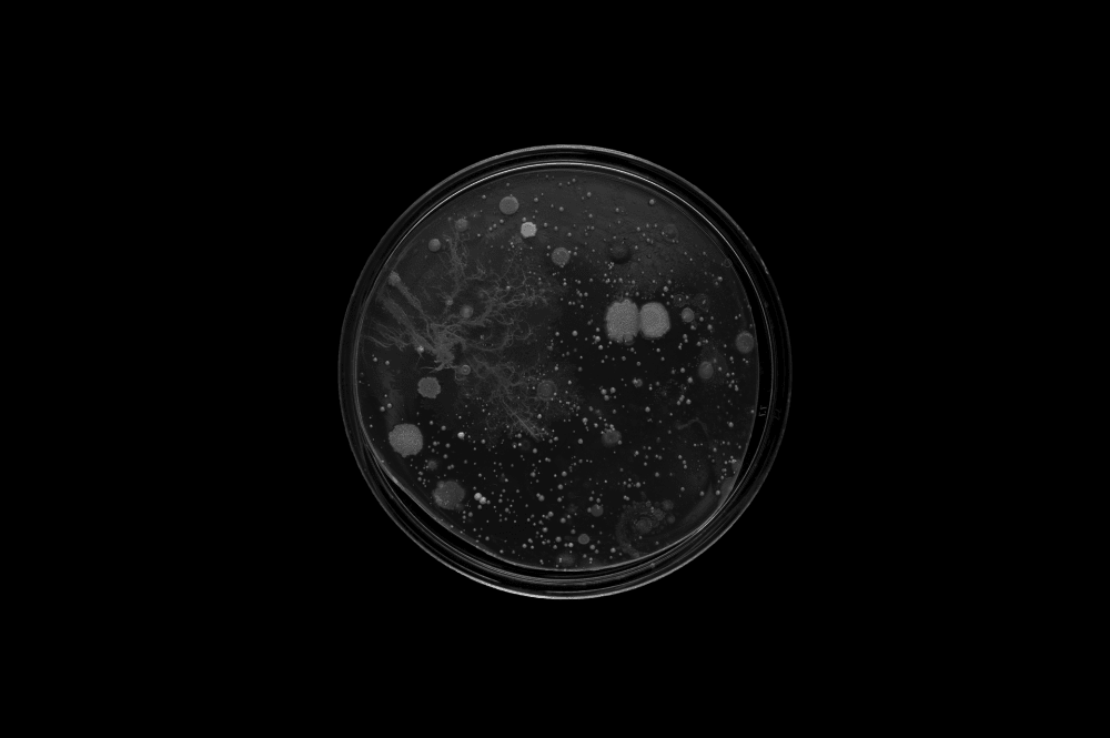 Aerial image of a petri dish containing circular blobs of different sizes and a fern-like growth, on a black background.