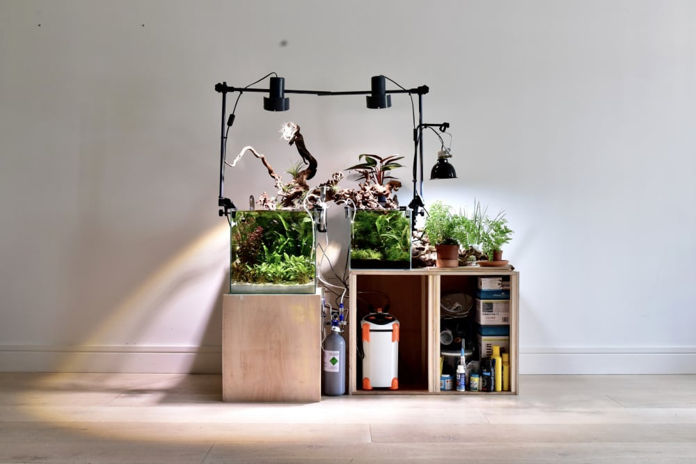 Image of two tanks of aquatic plants on top of wooden boxes, as well as potted plants, and items inside one of the boxes, with spotlights on a frame over the top, against a wall in a white room.