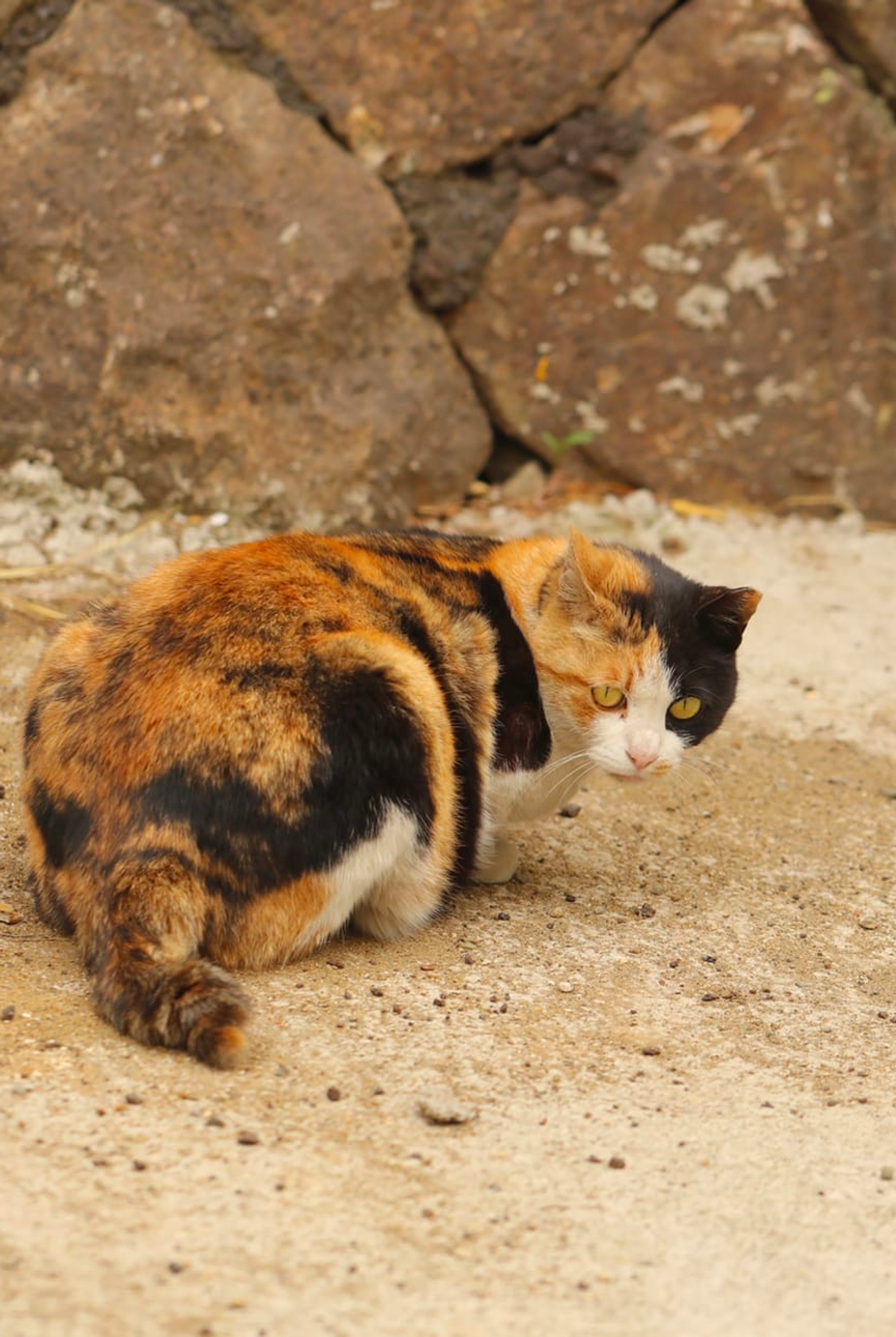  A ginger, black and white cat hunched down, back towards us, but turning around to face the camera, on a dusty, gravel ground, in front of some rocks, by Dayun Jung.