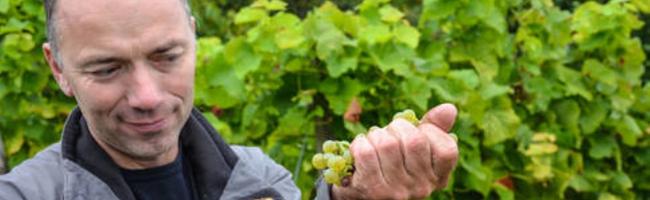 Weingut Peter Landmann