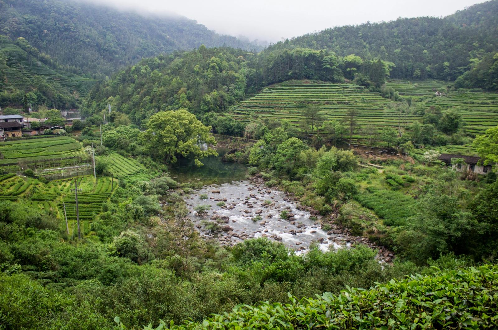 Terraced tea fields in China