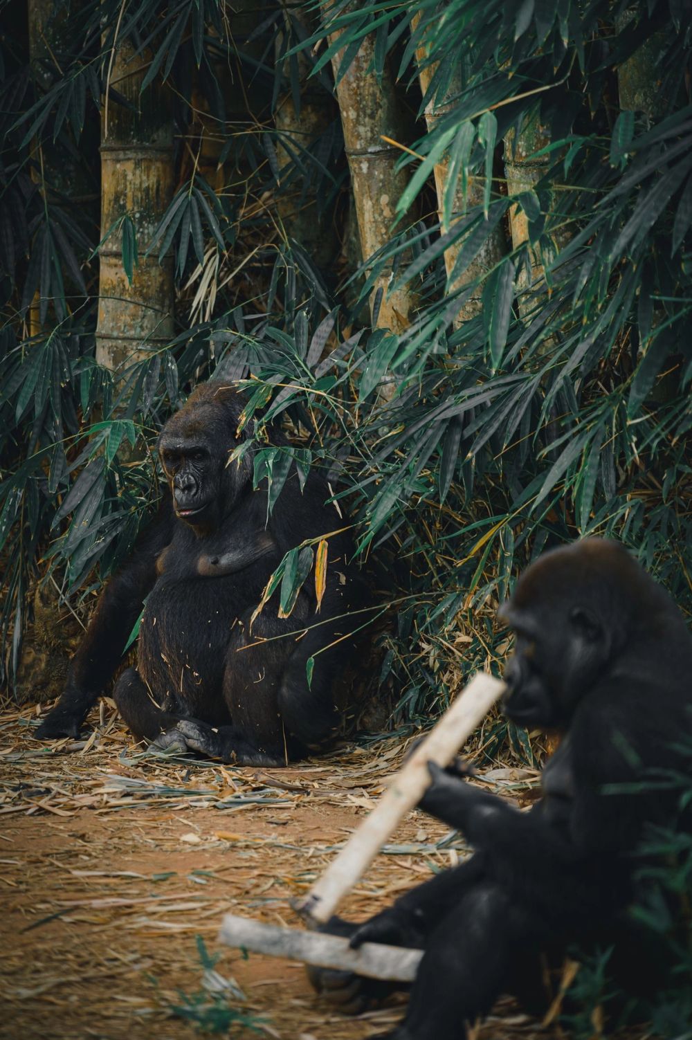 Rwanda Gorilla Trekking