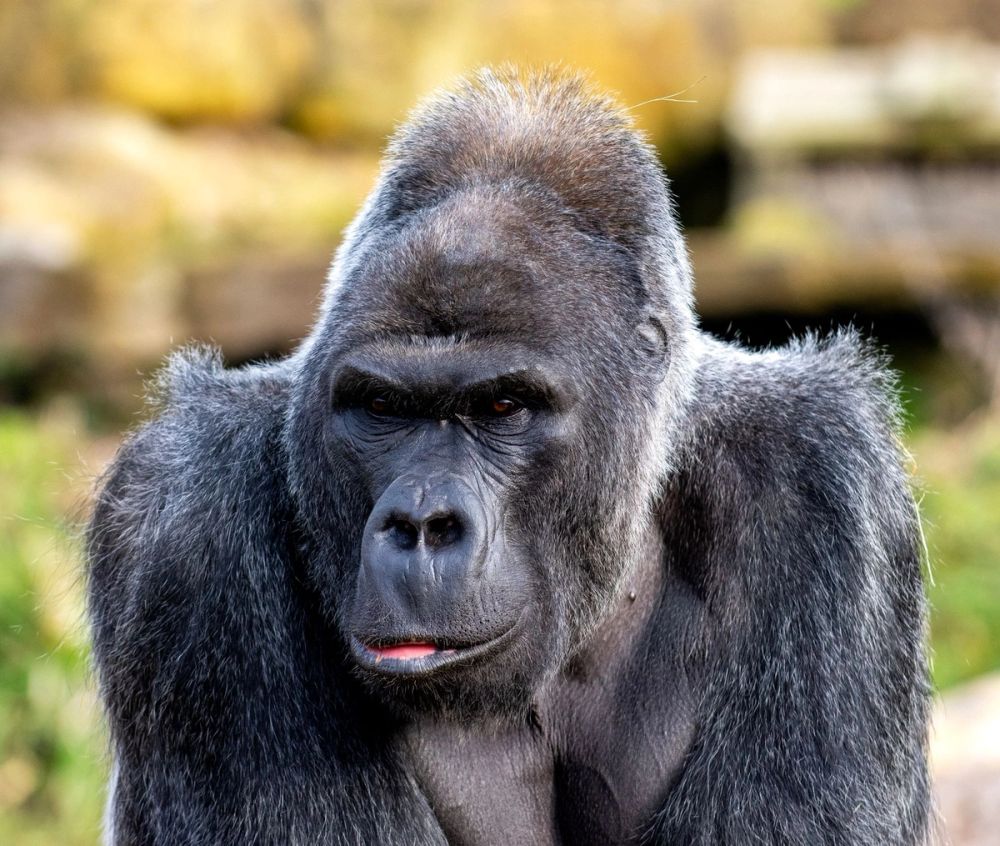 Rwanda Gorilla Trekking