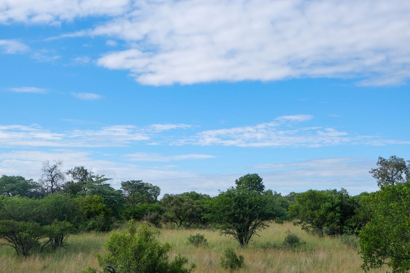 Serengeti Safari