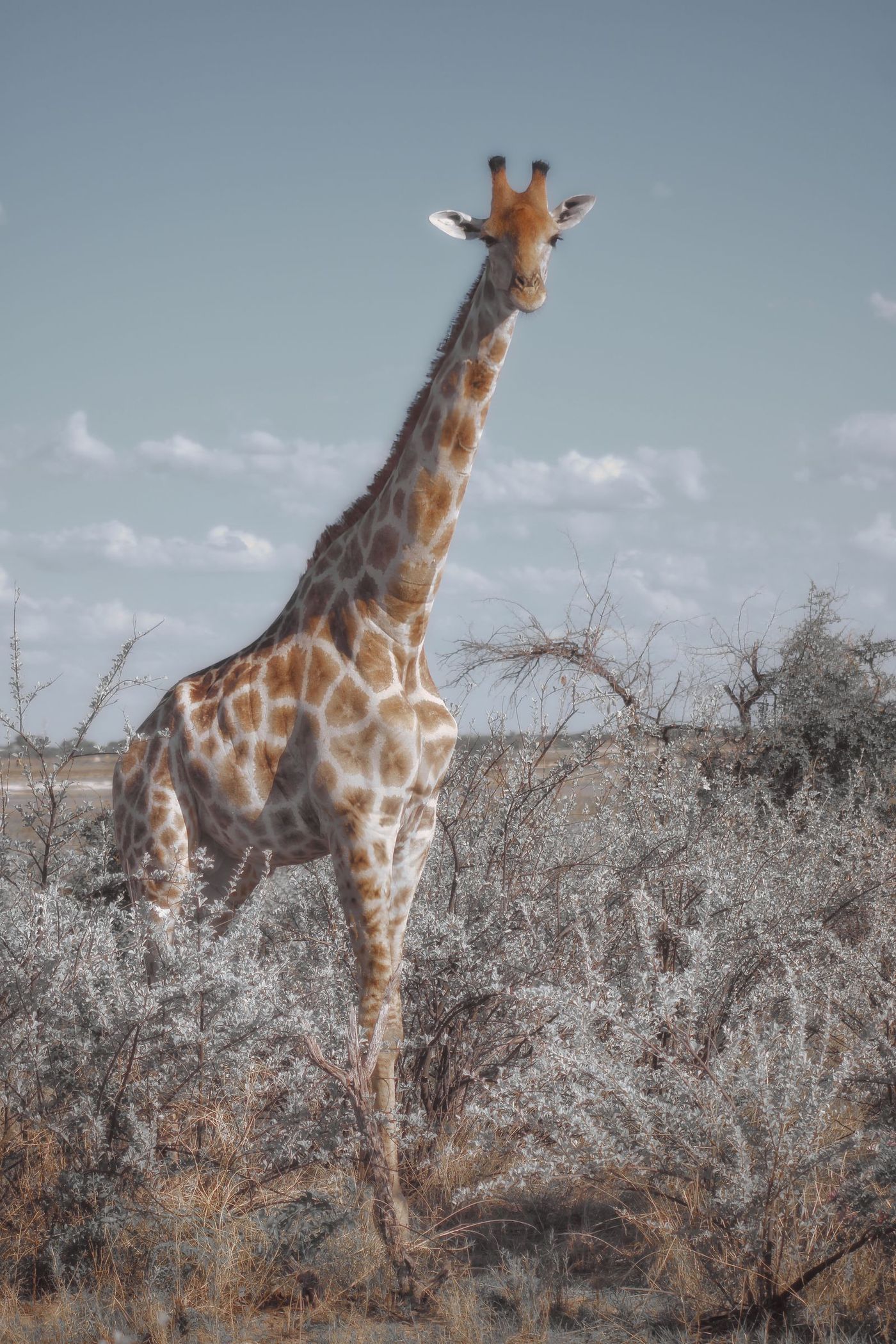 Akagera Big Five Safari