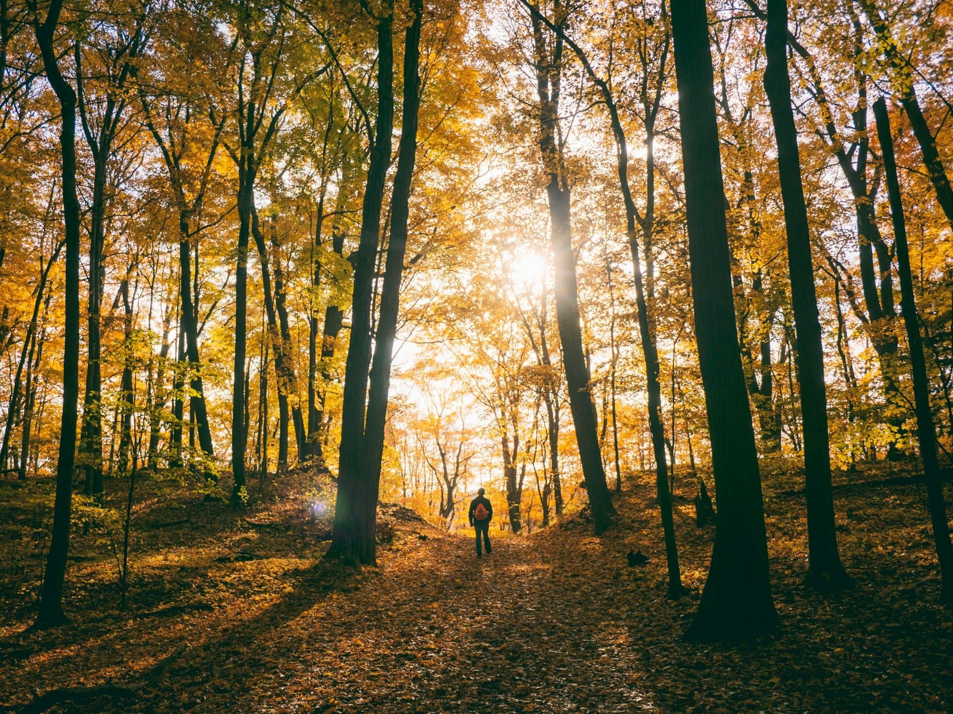 A hiker walking a sunlit wooded trail covered in fall leaves