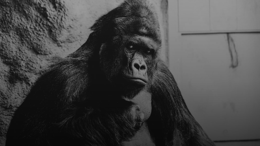 Gorilla Armor: Innovation or the Culprit?