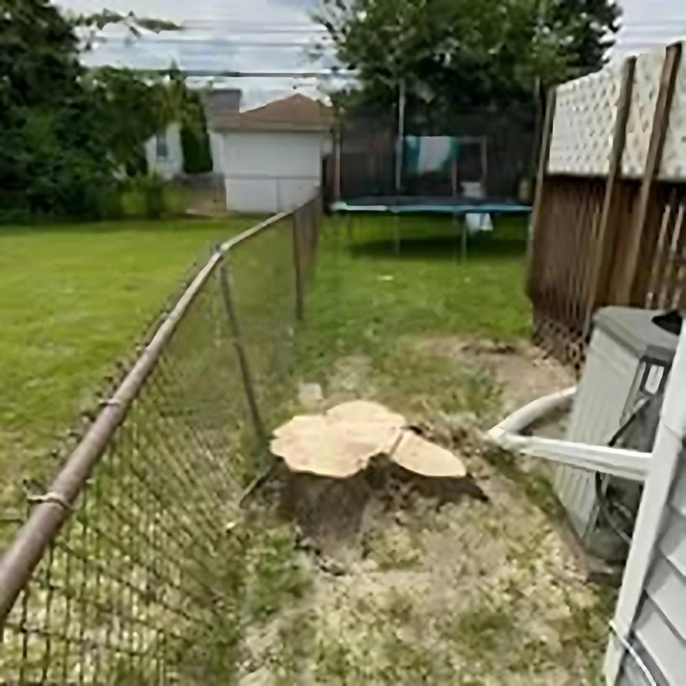 Trimming & Pruning project by Benuz-Tinez Company in Shelby Township, Michigan