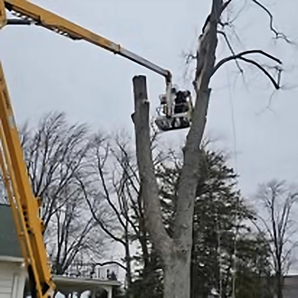 Tree Removal project by Benuz-Tinez Company in Shelby Township, Michigan