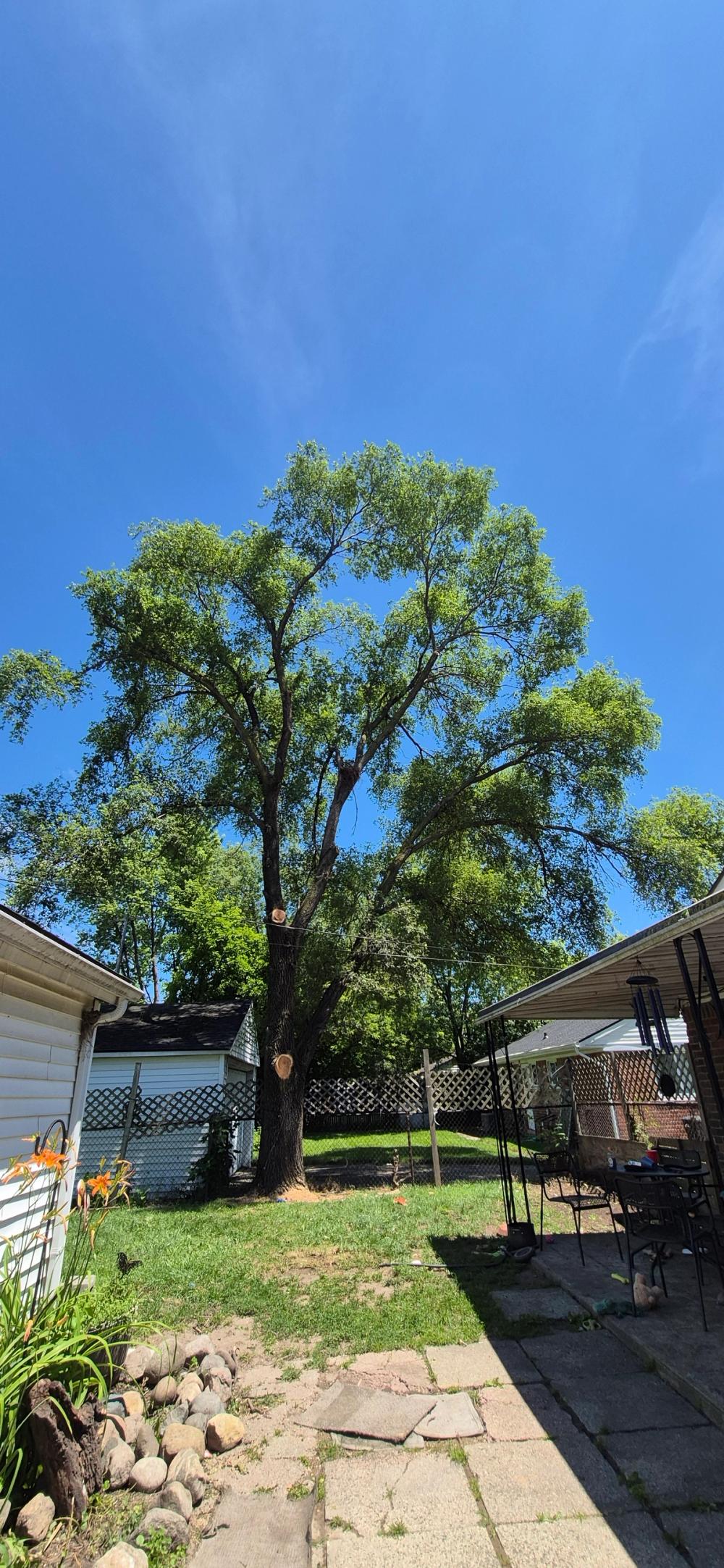 Tree trimming 