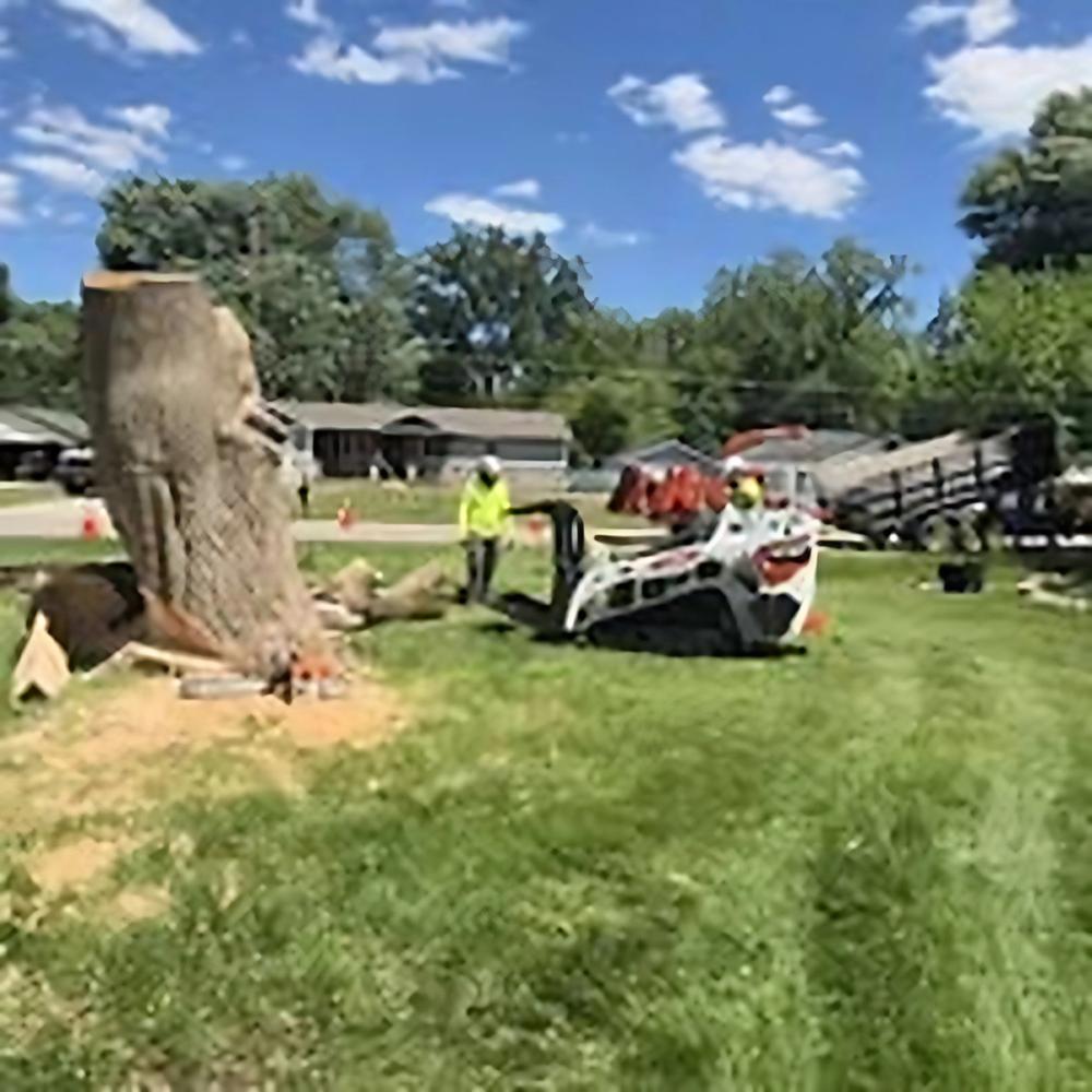 Trimming & Pruning project by Benuz-Tinez Company in Shelby Township, Michigan