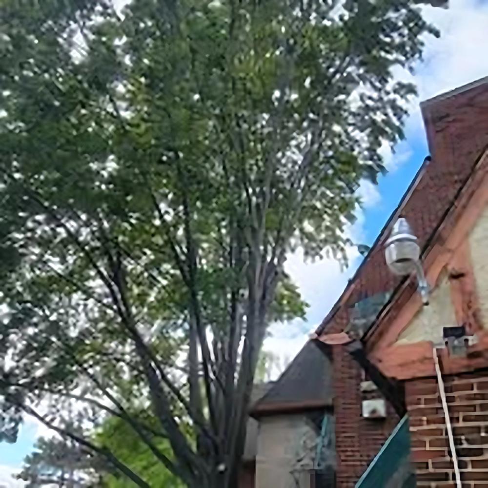 Trimming & Pruning project by Benuz-Tinez Company in Shelby Township, Michigan