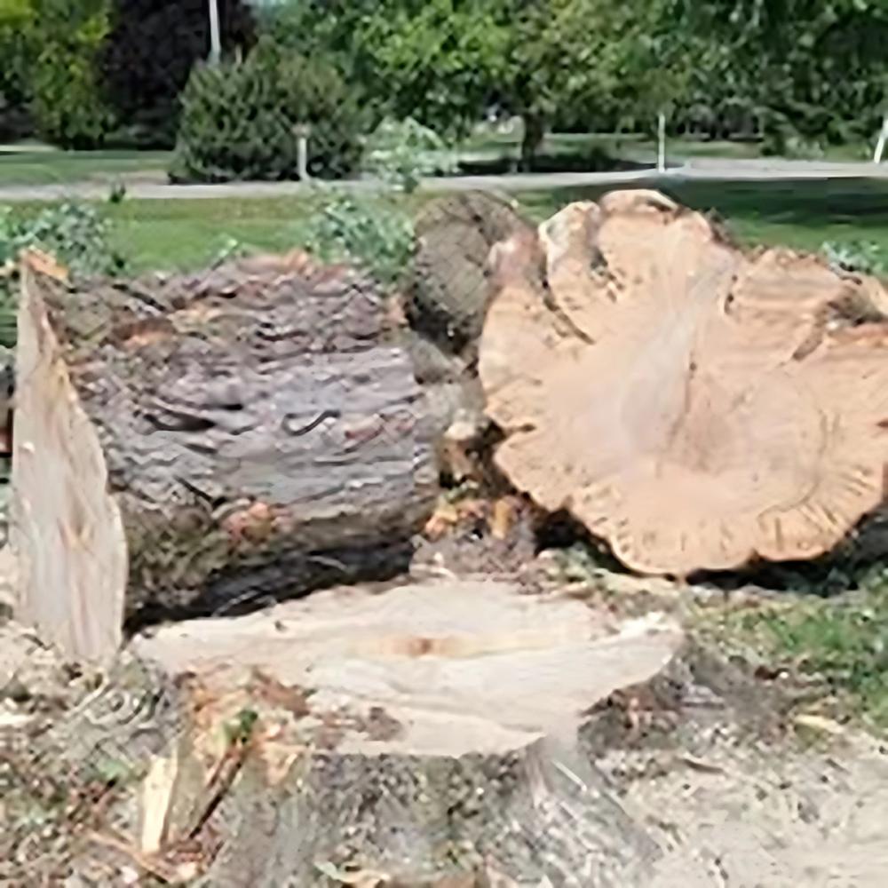 Tree Removal project by Benuz-Tinez Company in Shelby Township, Michigan