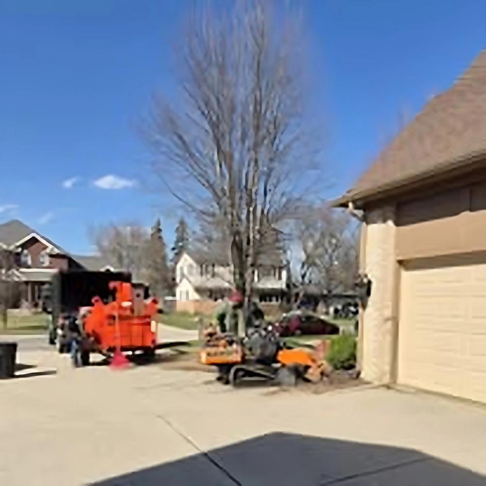 Tree Removal project by Benuz-Tinez Company in Shelby Township, Michigan