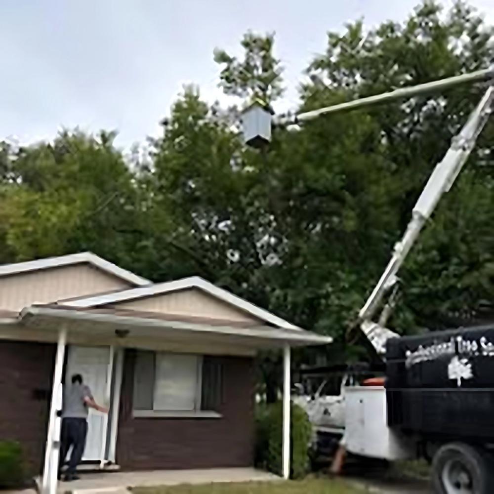 Stump Grinding project by Benuz-Tinez Company in Shelby Township, Michigan