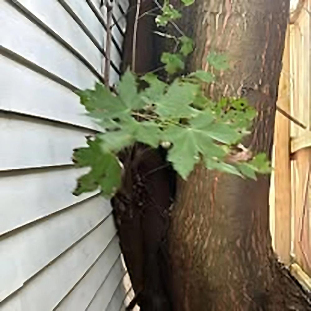 Trimming & Pruning project by Benuz-Tinez Company in Shelby Township, Michigan