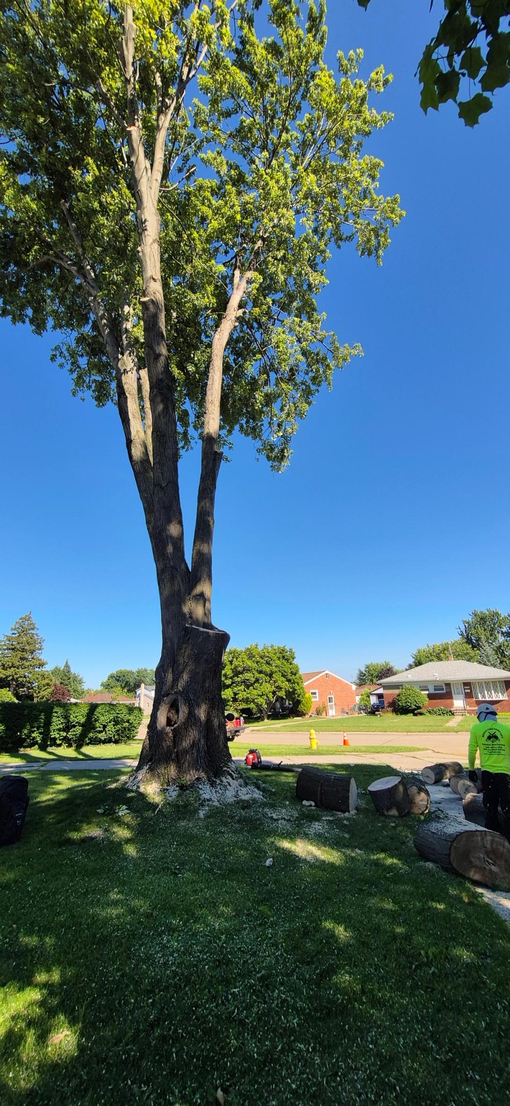 Tree care project by BTZ Tree Service