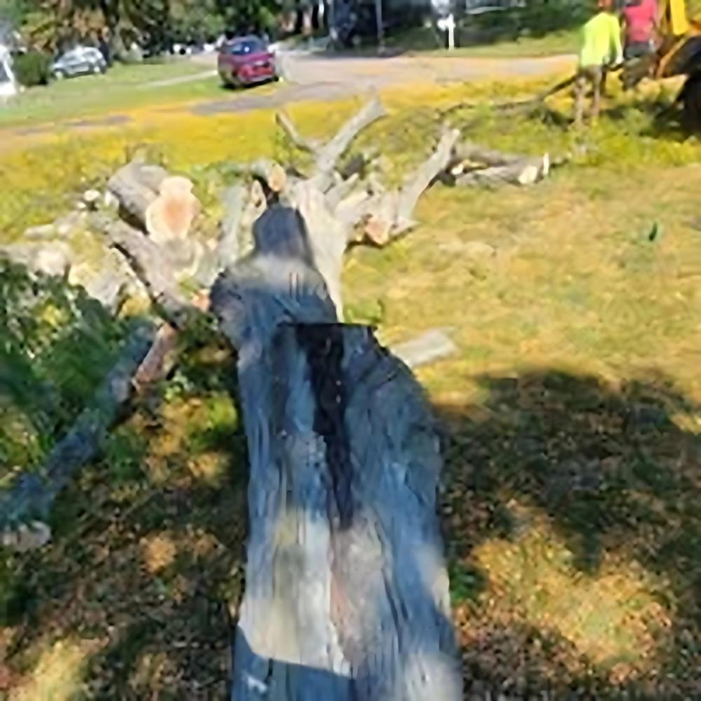 Tree Removal project by Benuz-Tinez Company in Shelby Township, Michigan
