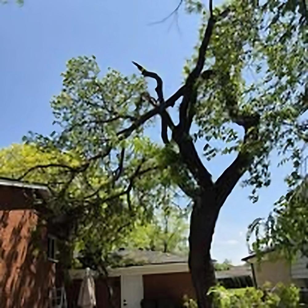 Trimming & Pruning project by Benuz-Tinez Company in Shelby Township, Michigan