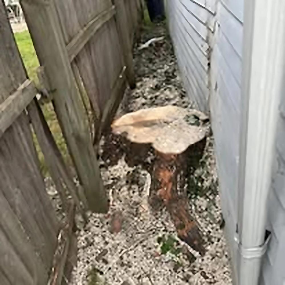 Tree Removal project by Benuz-Tinez Company in Shelby Township, Michigan