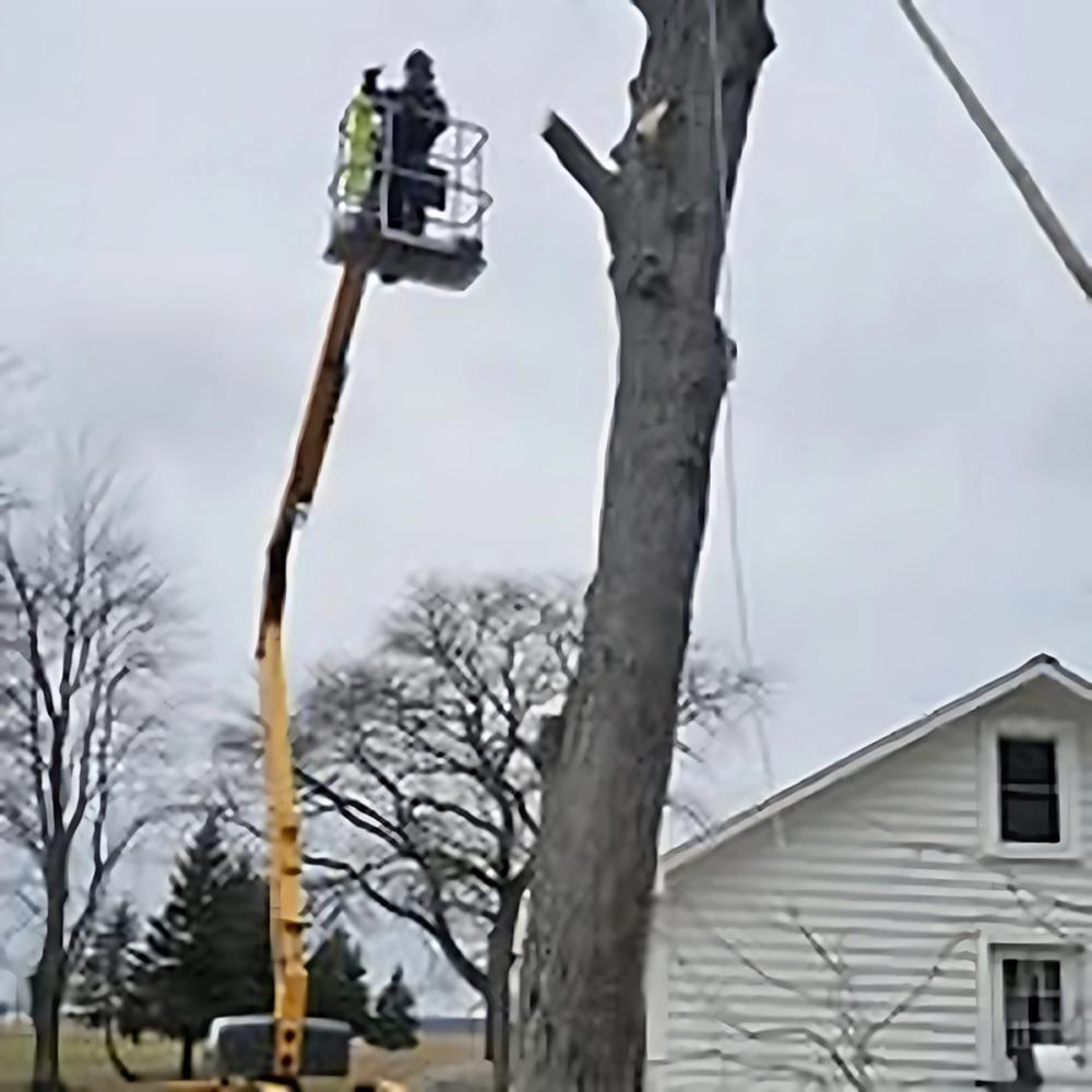 Trimming & Pruning project by Benuz-Tinez Company in Shelby Township, Michigan