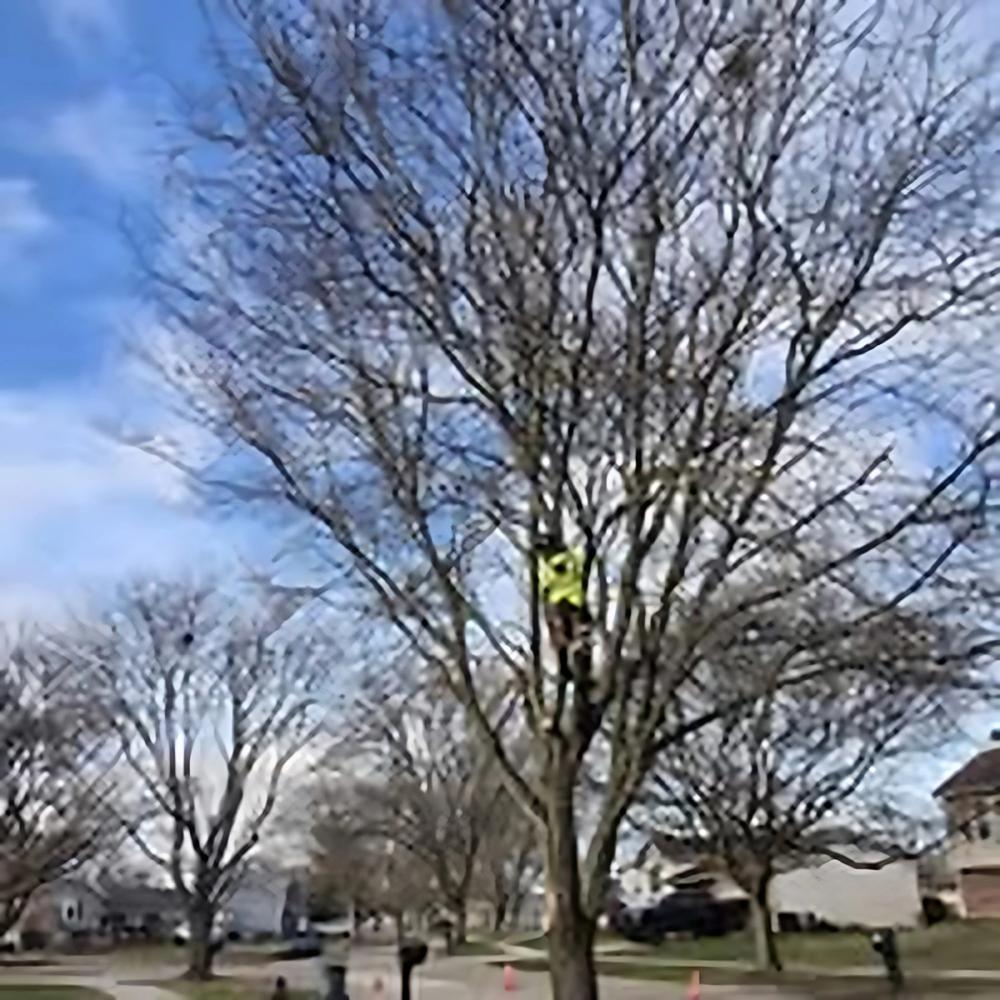 Tree Removal project by Benuz-Tinez Company in Shelby Township, Michigan
