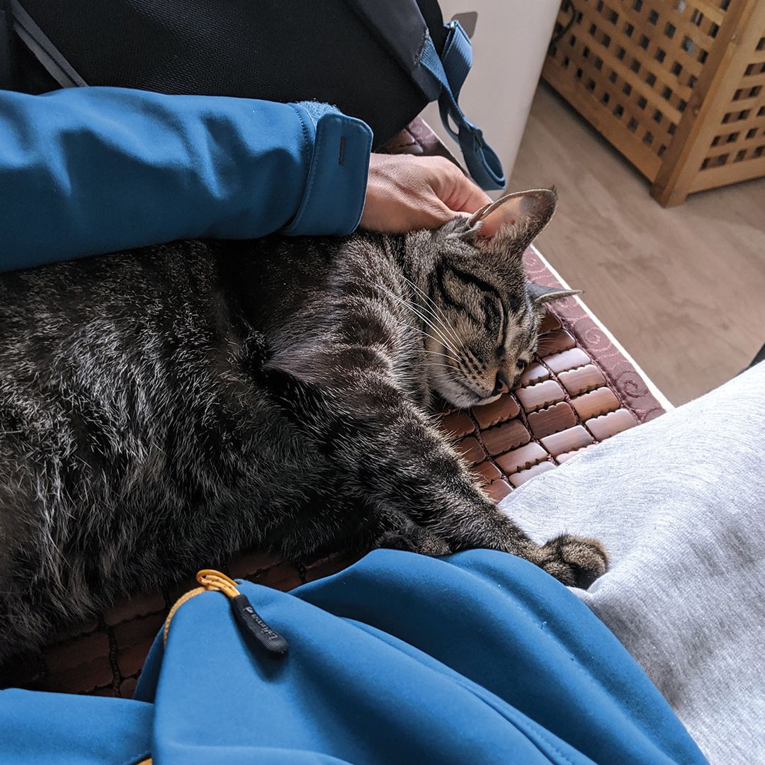 Cat sleeping on sofa.