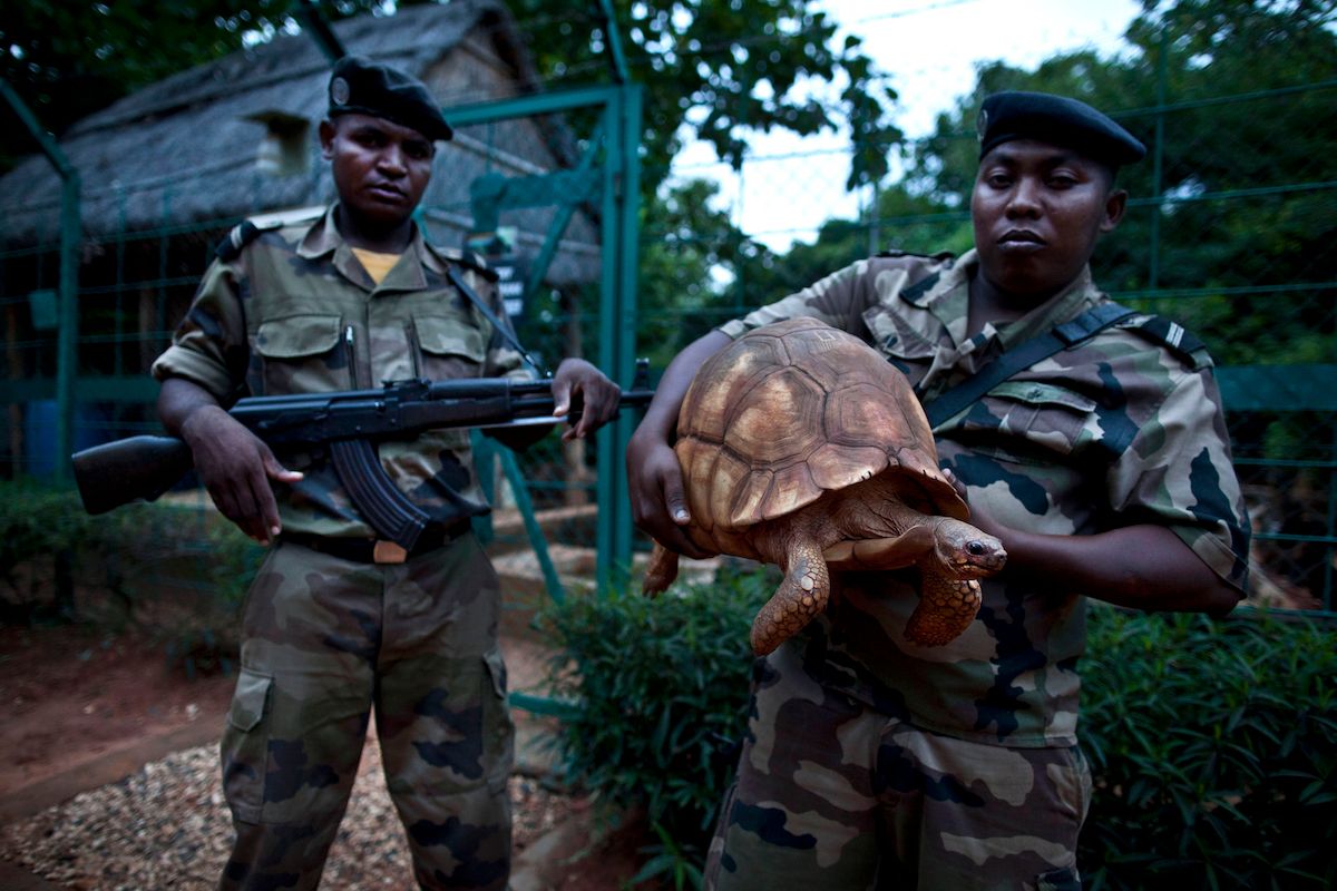 Saving Madagascar’s Ploughshare Tortoise