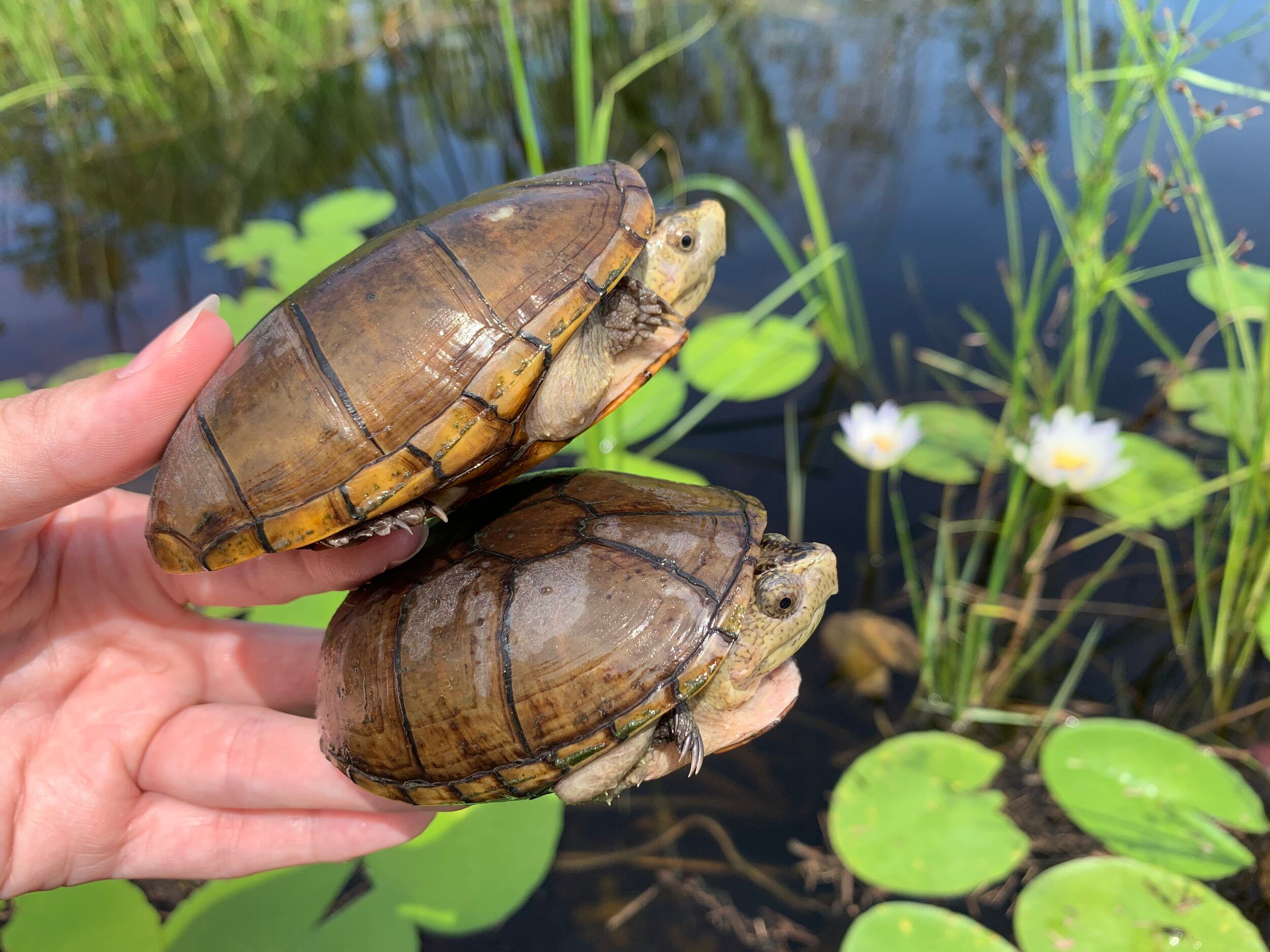 Turtle Trafficking in the US