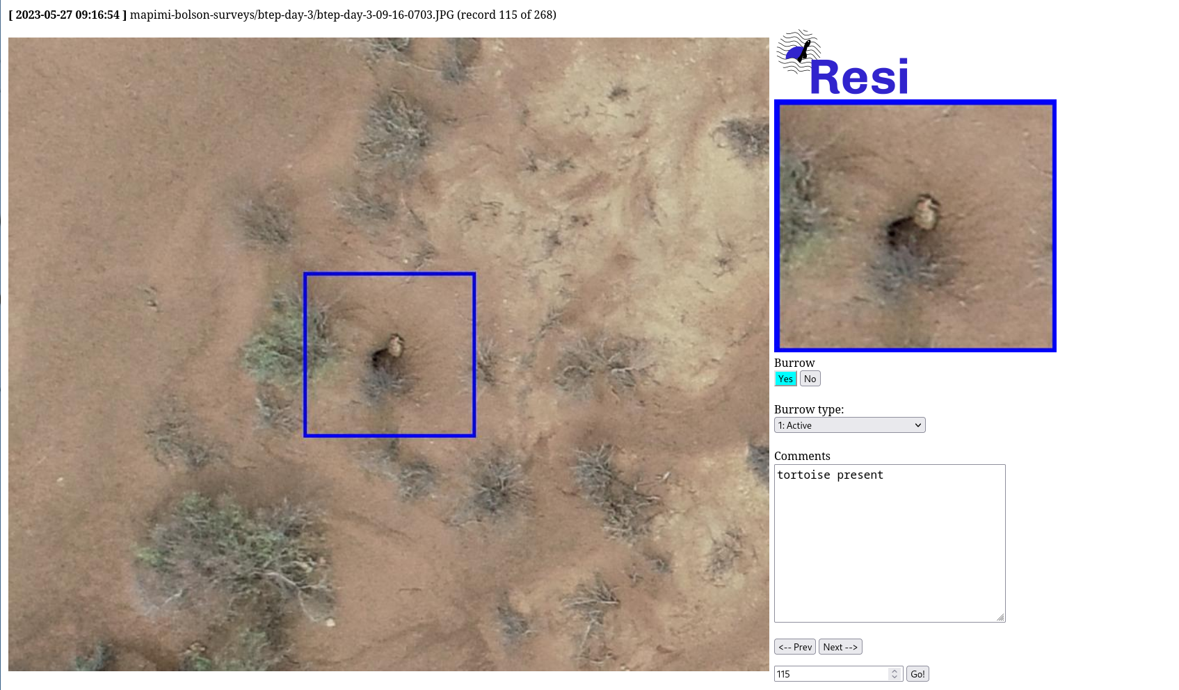 Revolutionizing Tortoise Surveys: Drones and AI Team Up to Protect Bolson Tortoises