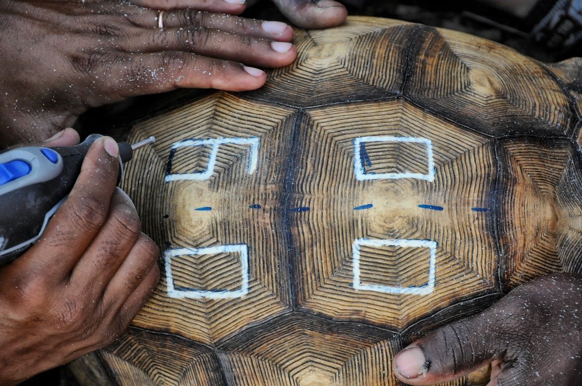 Wild Ploughshare Tortoises in More Danger Than Ever