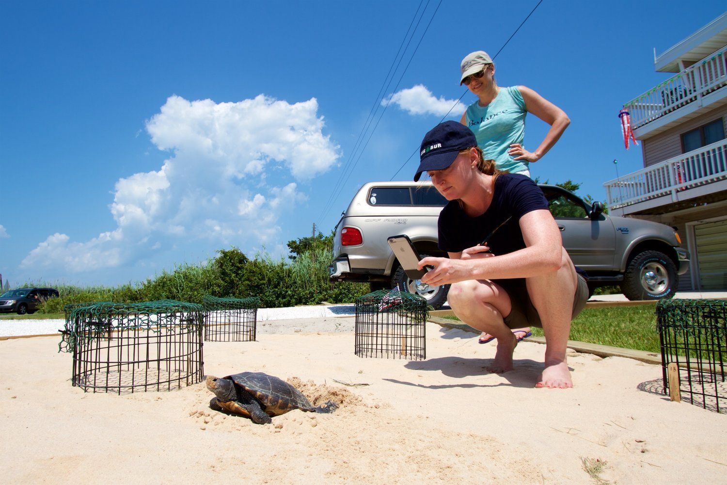 Terrapin Nesting Project