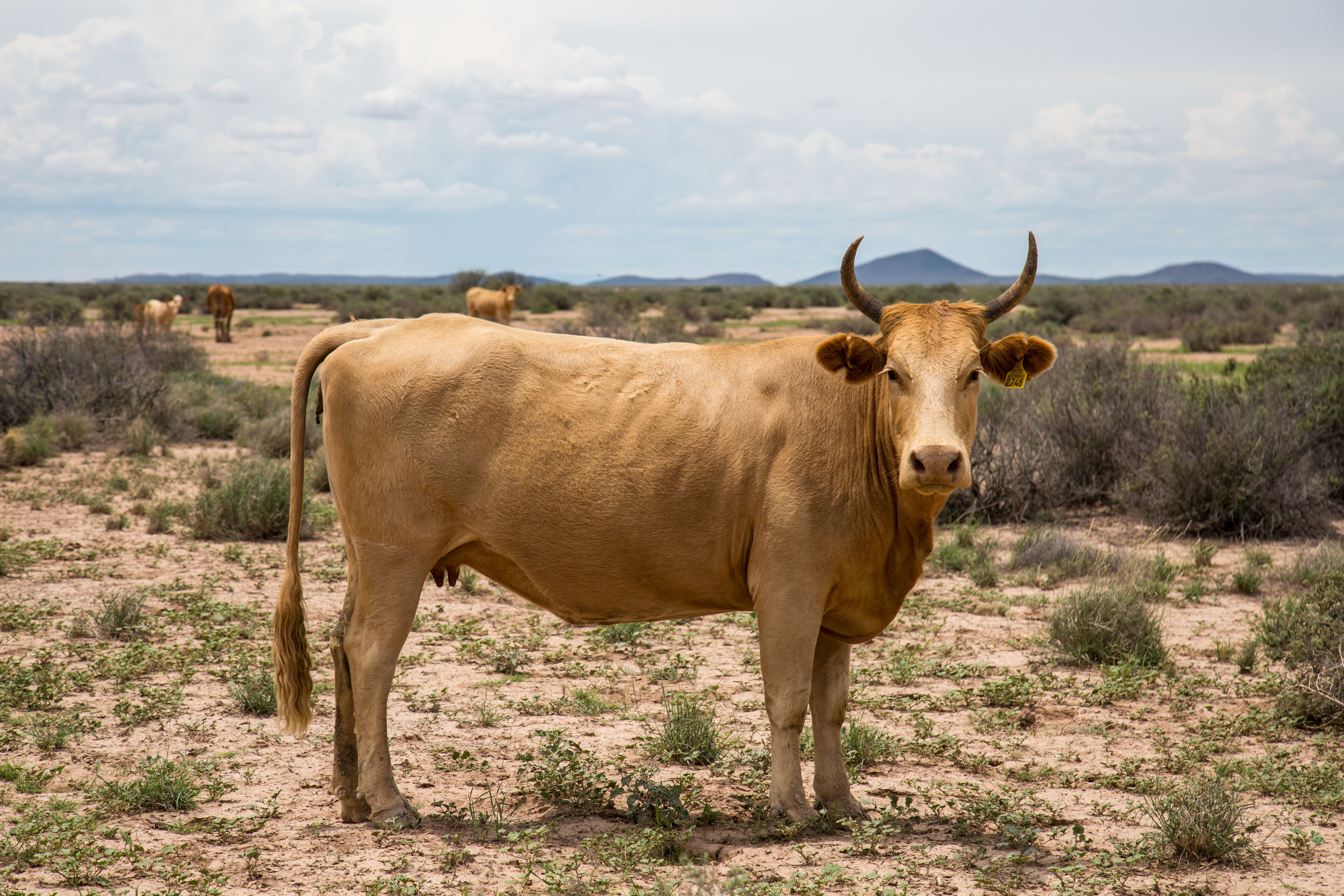 Turtle Conservancy | Outreach | Kicking out Cattle: a Decade Long ...