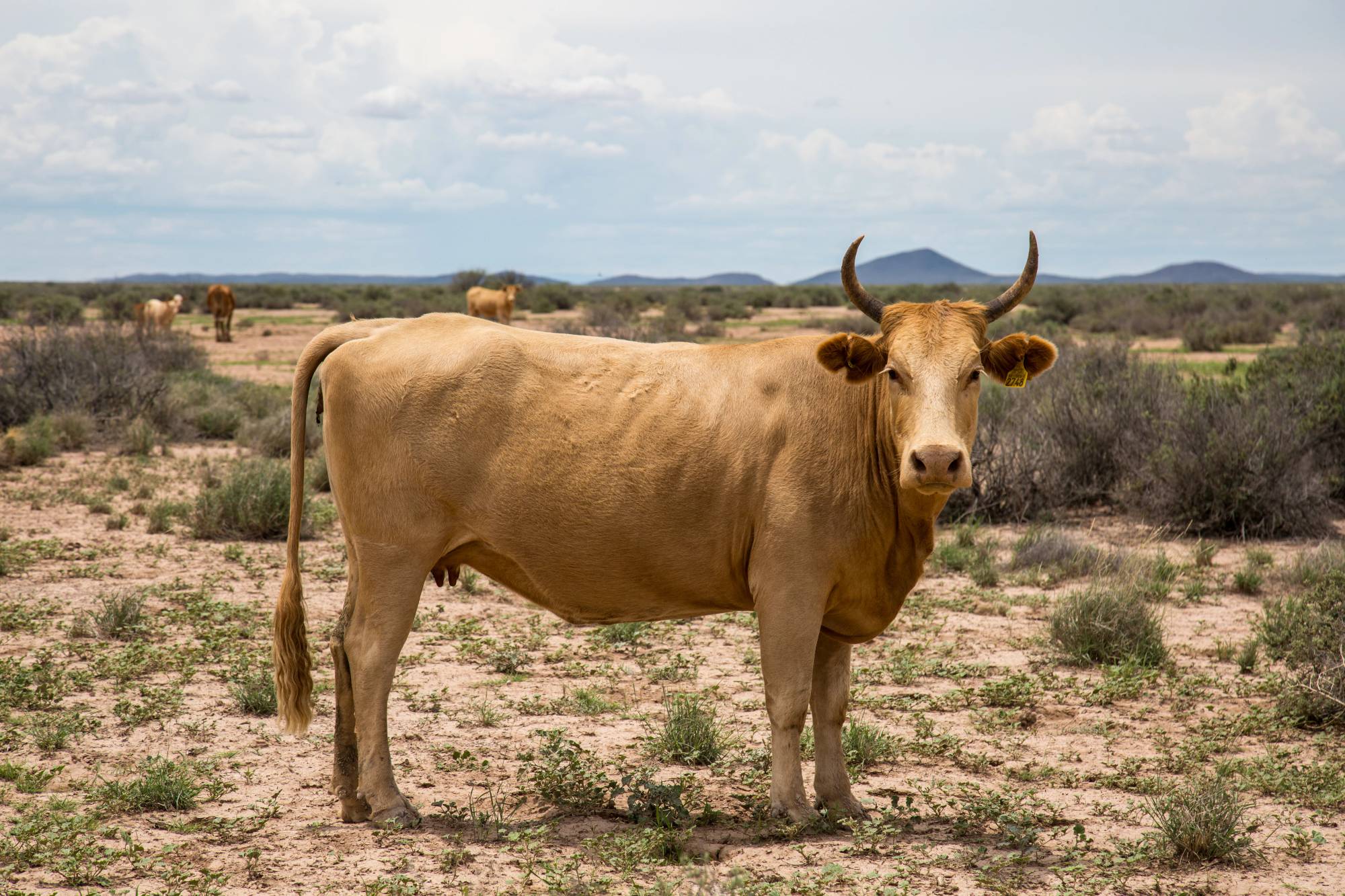 Kicking out Cattle: a Decade Long Fencing Project Completed