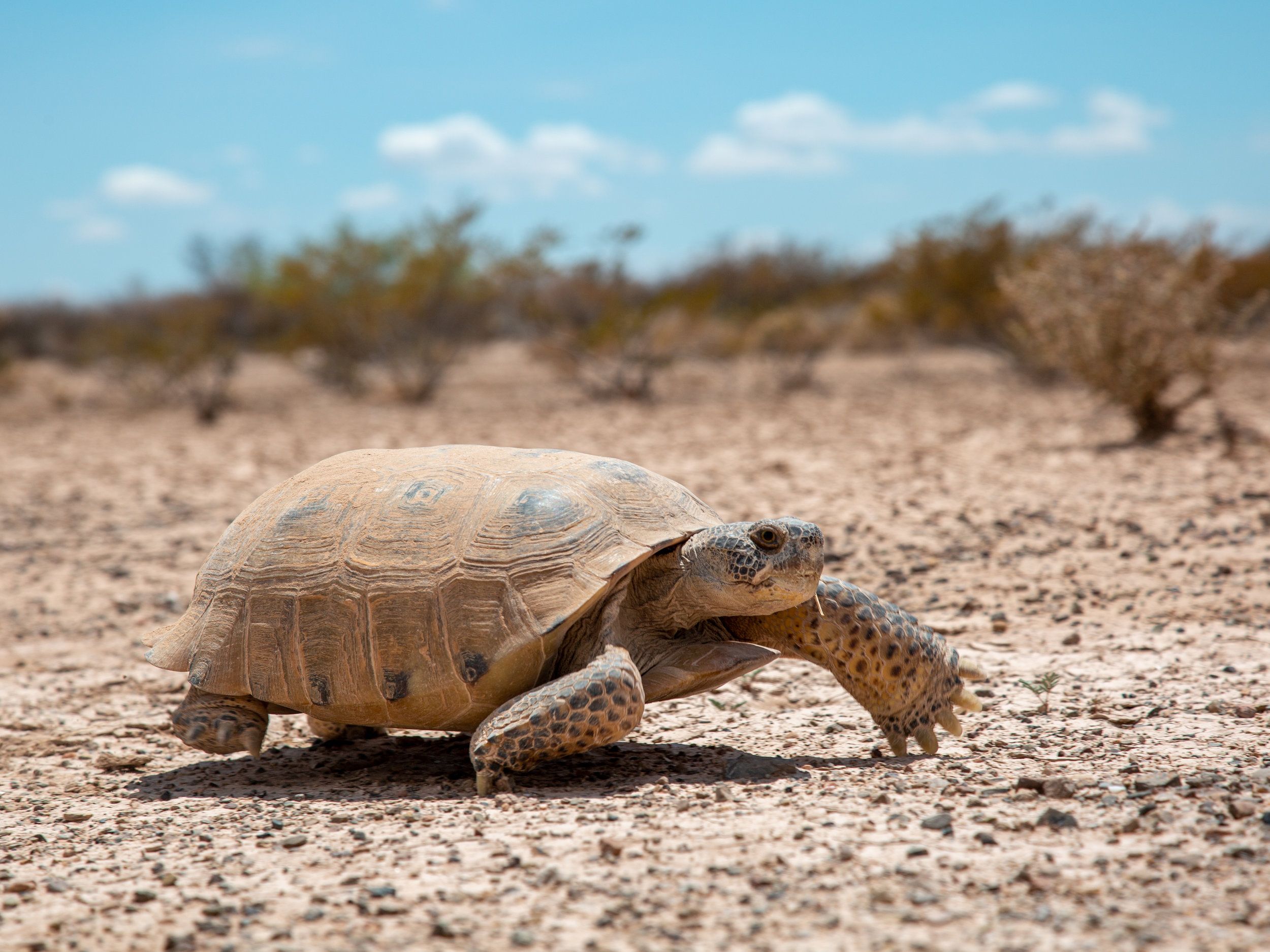 18,850 Acres of Critical Wildlife Habitat Secured in Northern Mexico!