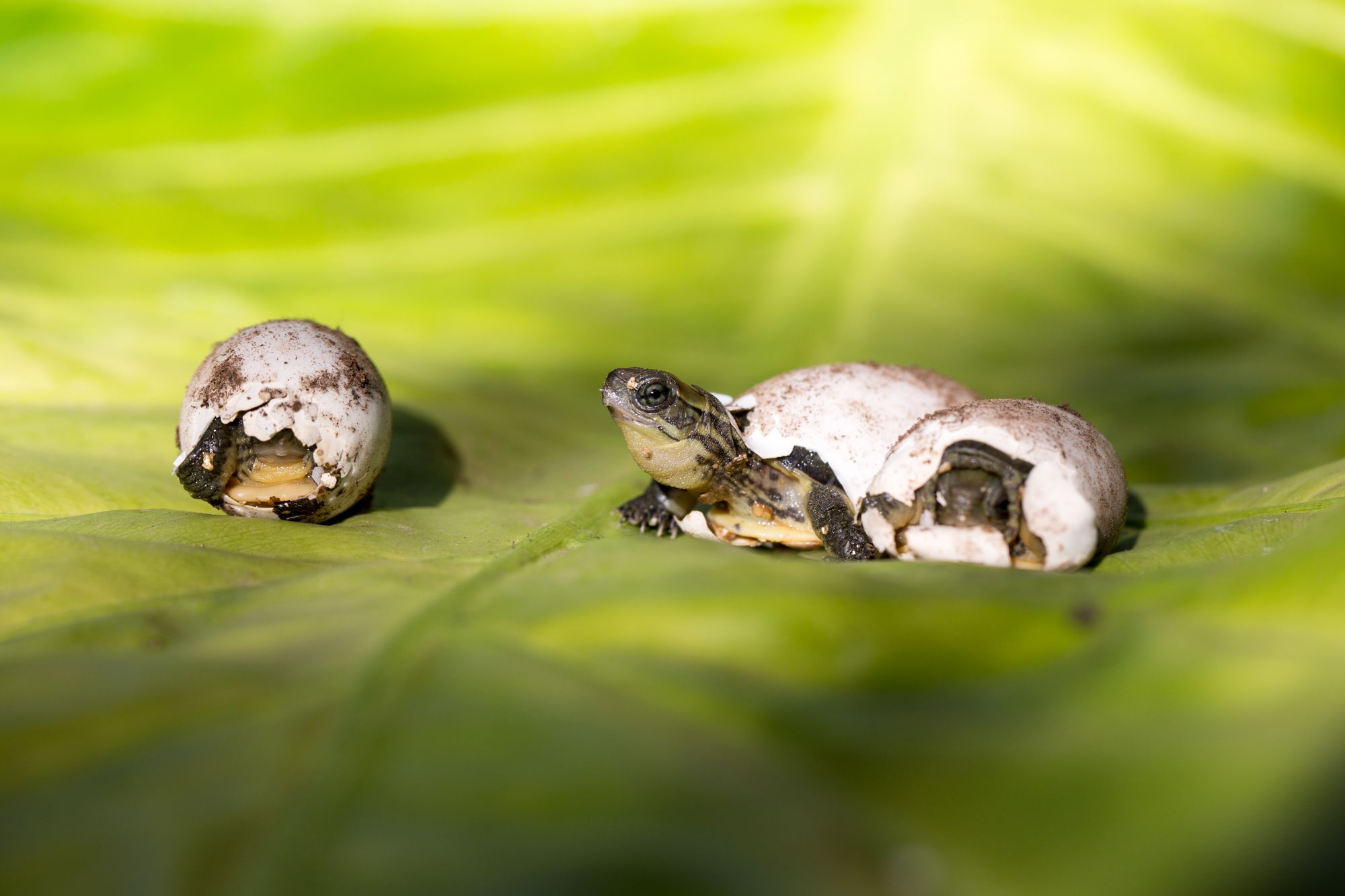 First Hatching of Second Generation Pan's Box Turtles in the United States