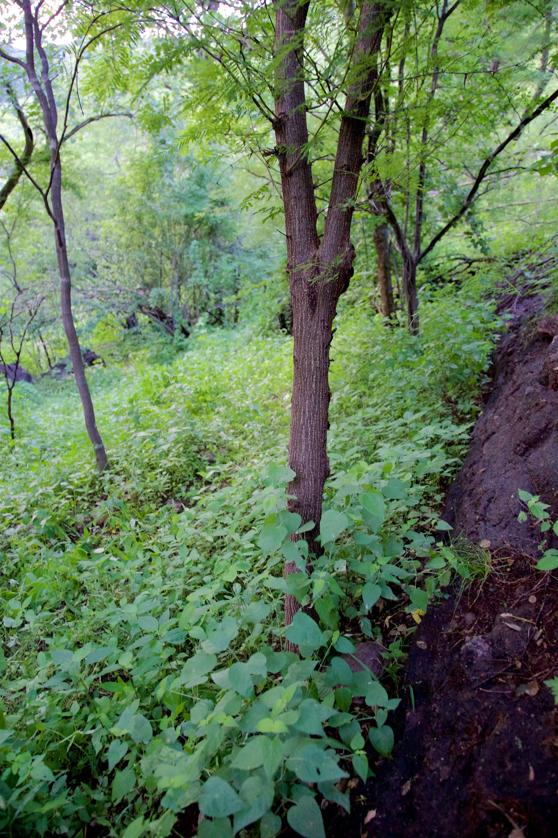 Saving a Mountain in Mexico