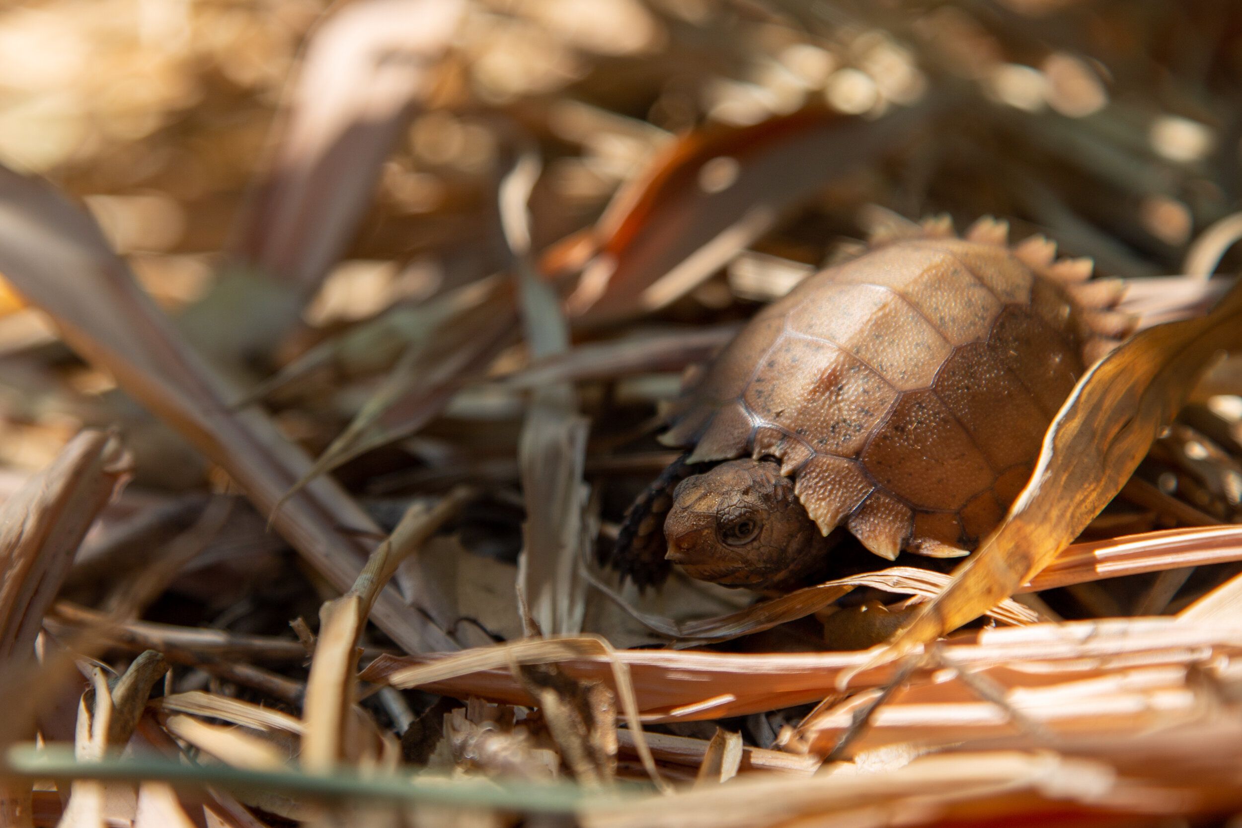 Rare Tortoise Hatches at Conservation Center