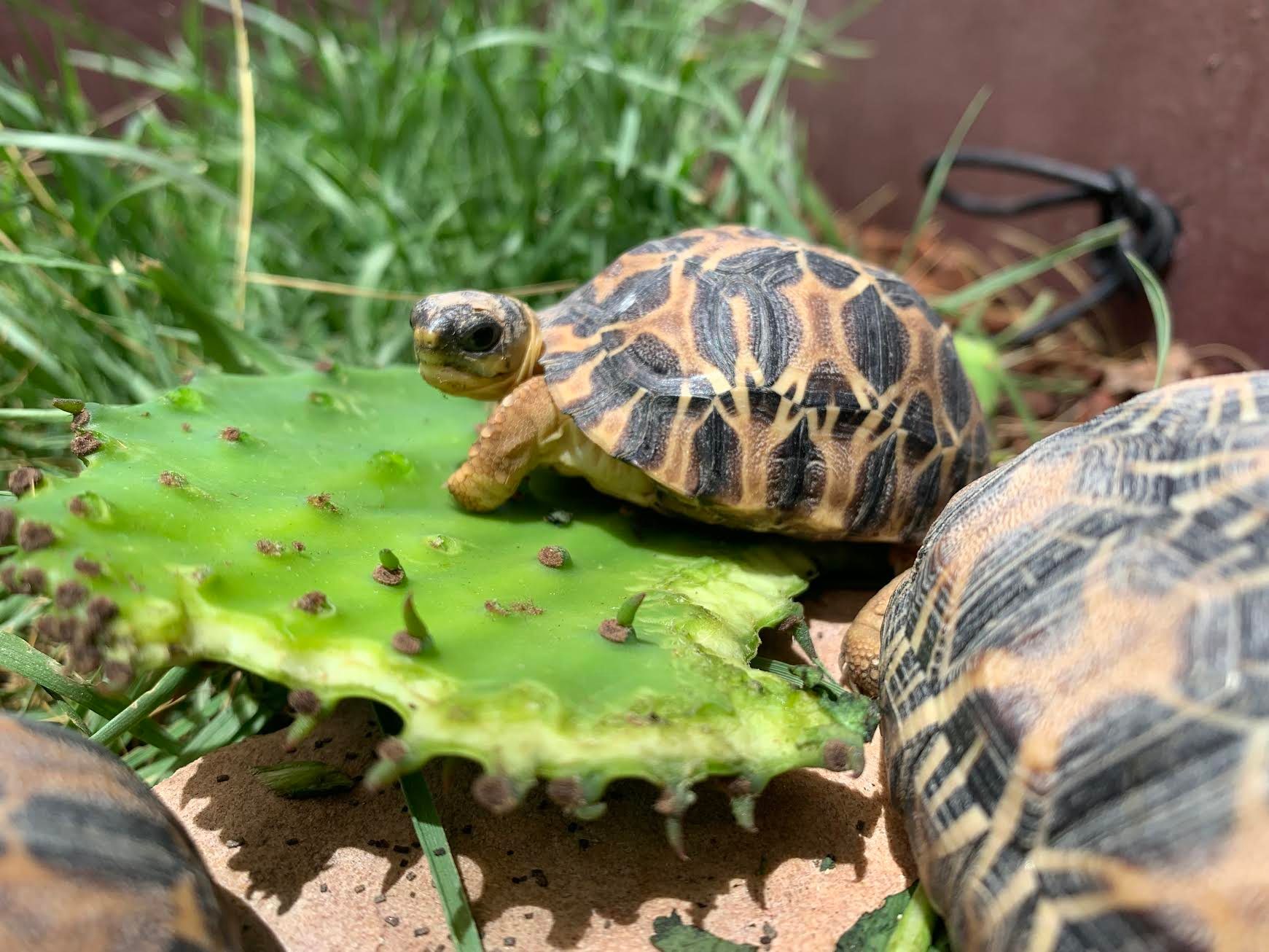 A Look Inside Turtle Camp