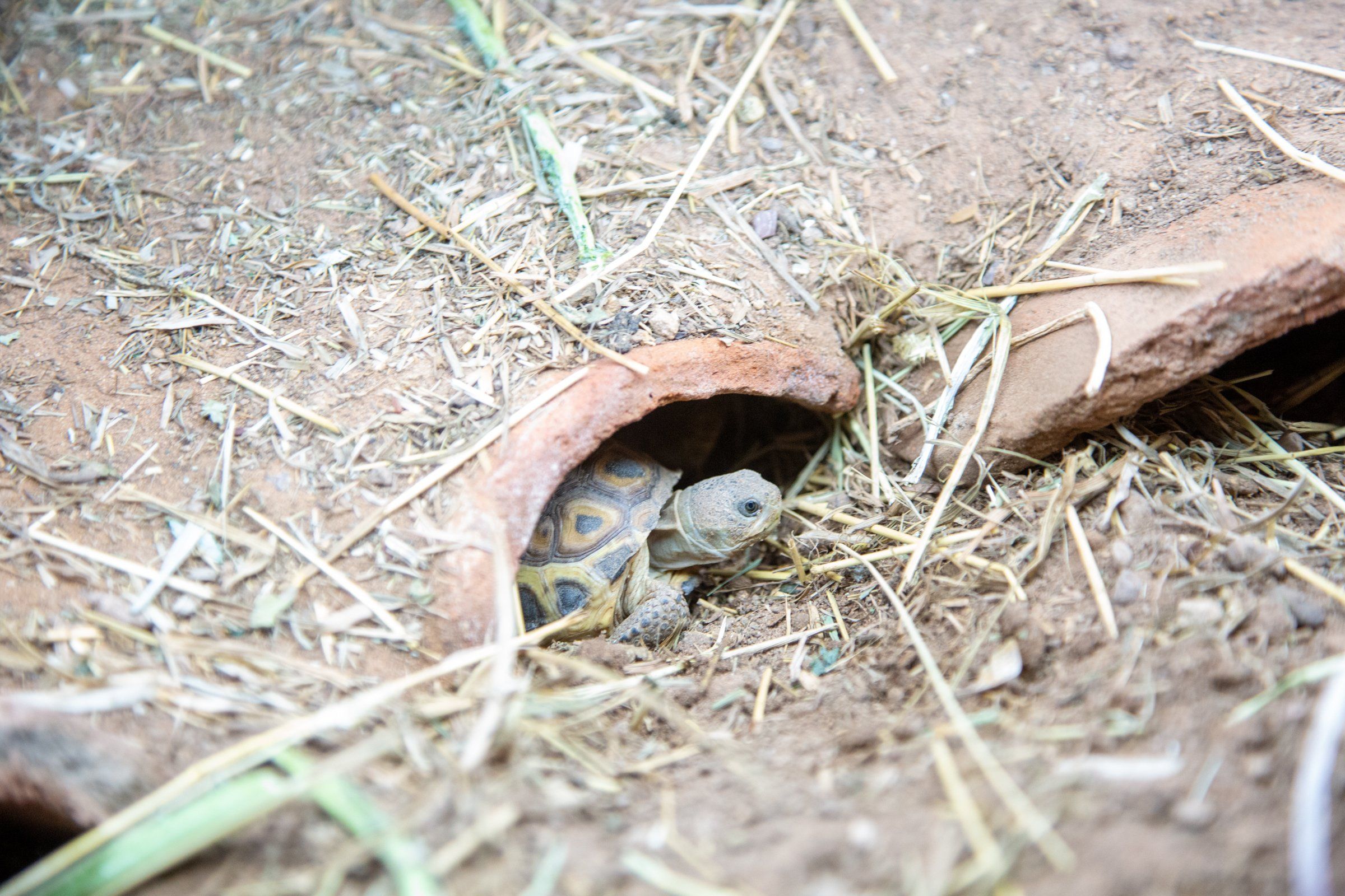 Ted Turner Saves Tortoises