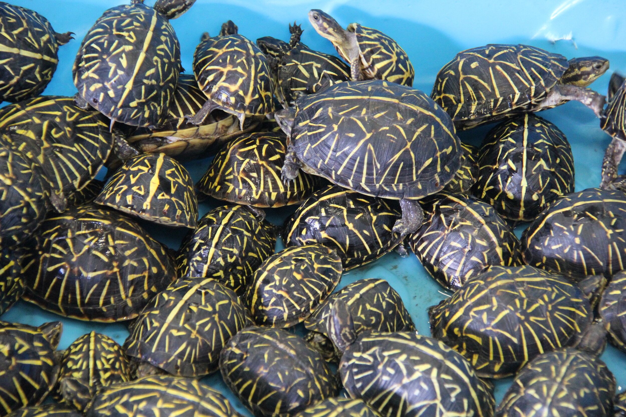 Turtle Trafficking in the US