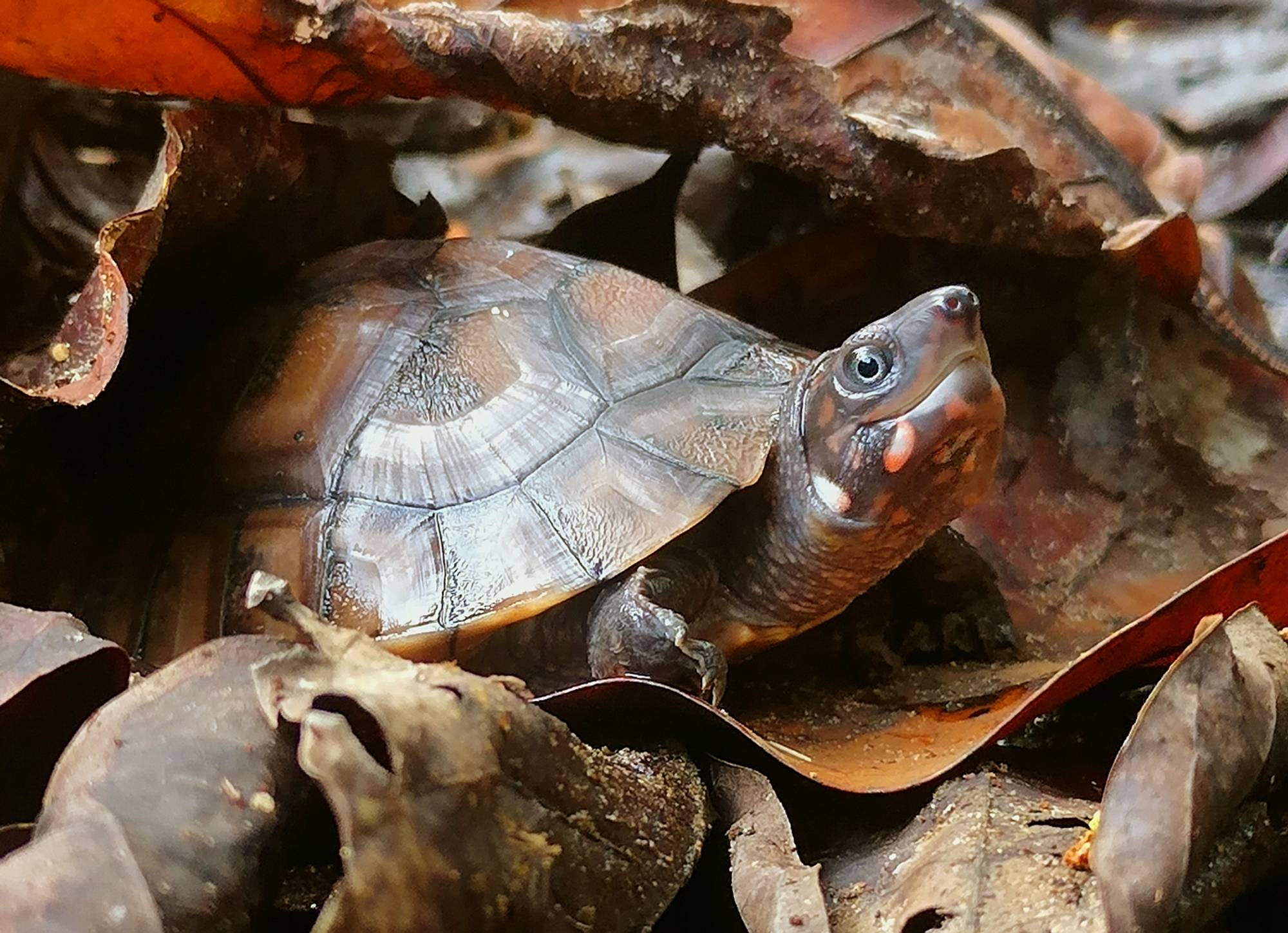 Southwestern Pond Turtle