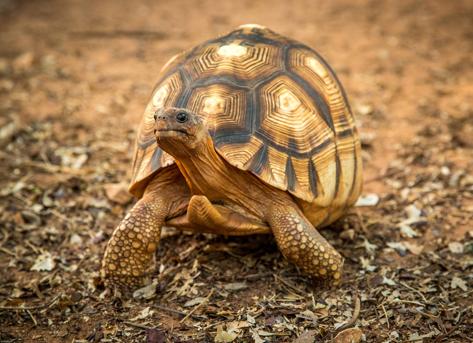Southwestern Pond Turtle