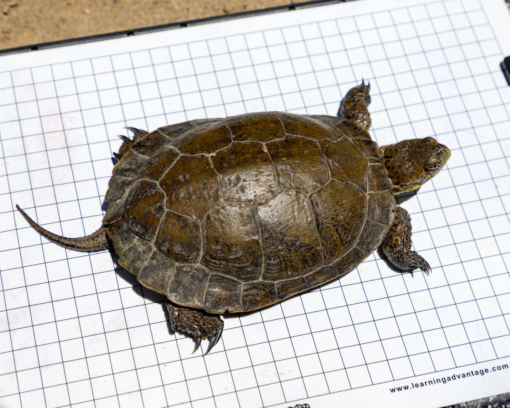 Southwestern pond turtle (Actinemys pallida)