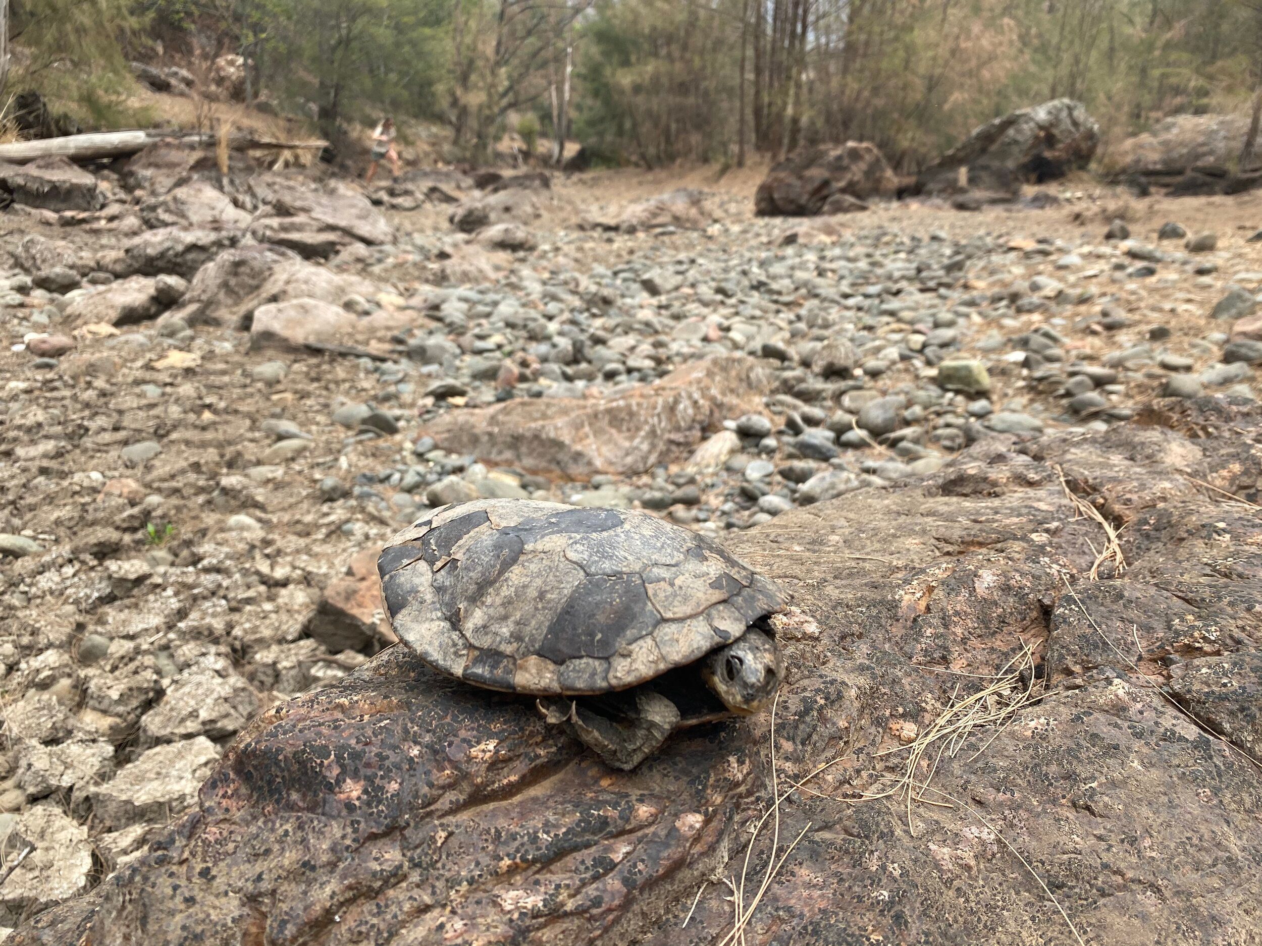 The Manning River Turtle Pushed Towards Extinction